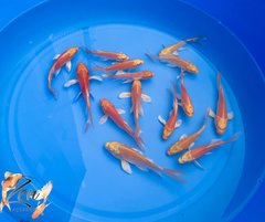 Premium Dragon Butterfly Koi Fish 9-11cm