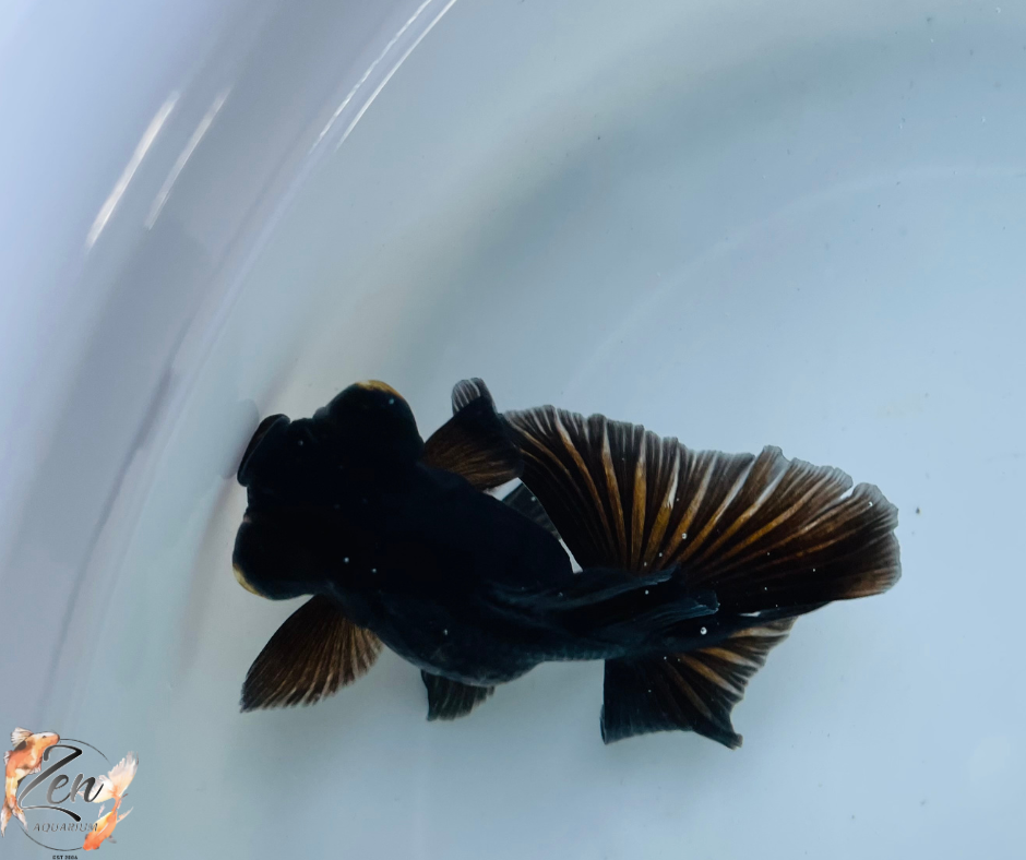 Black Butterfly Tail Goldfish 10-11cm