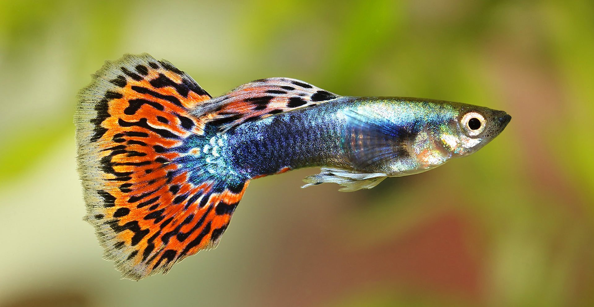Guppies fish