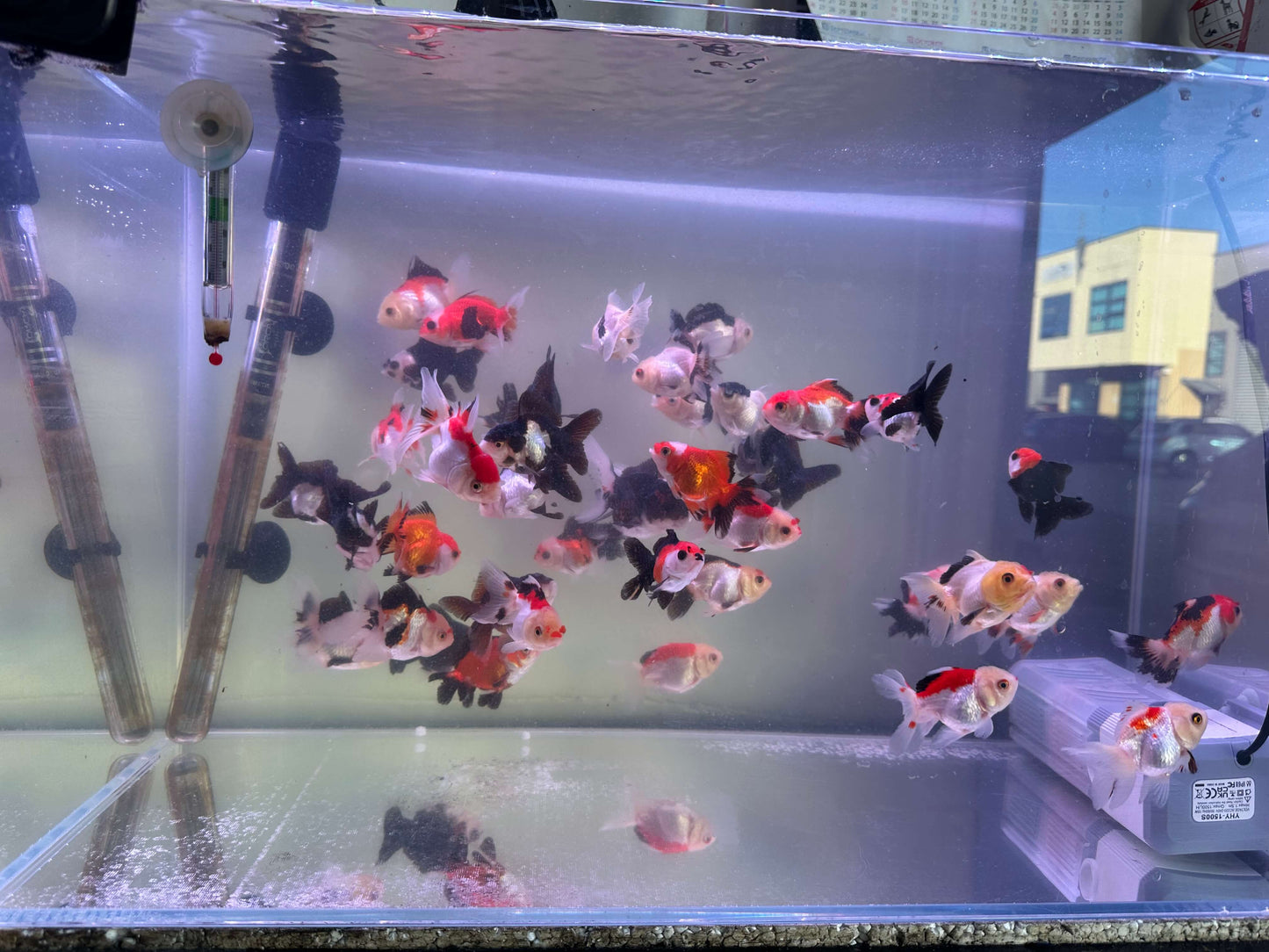 Tri colour and panda Oranda 5cm (Handpicked Random)