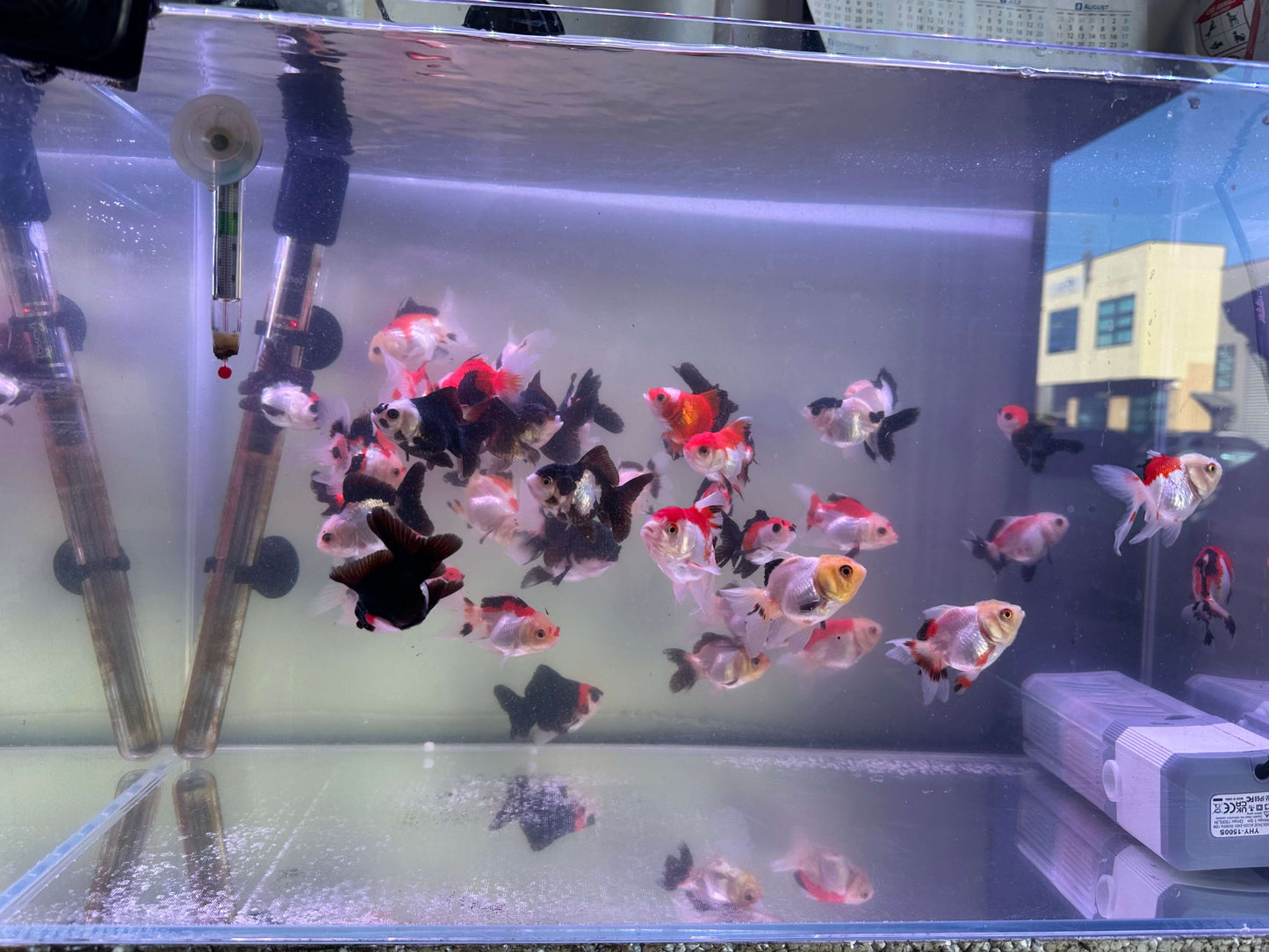Tri colour and panda Oranda 5cm (Handpicked Random)