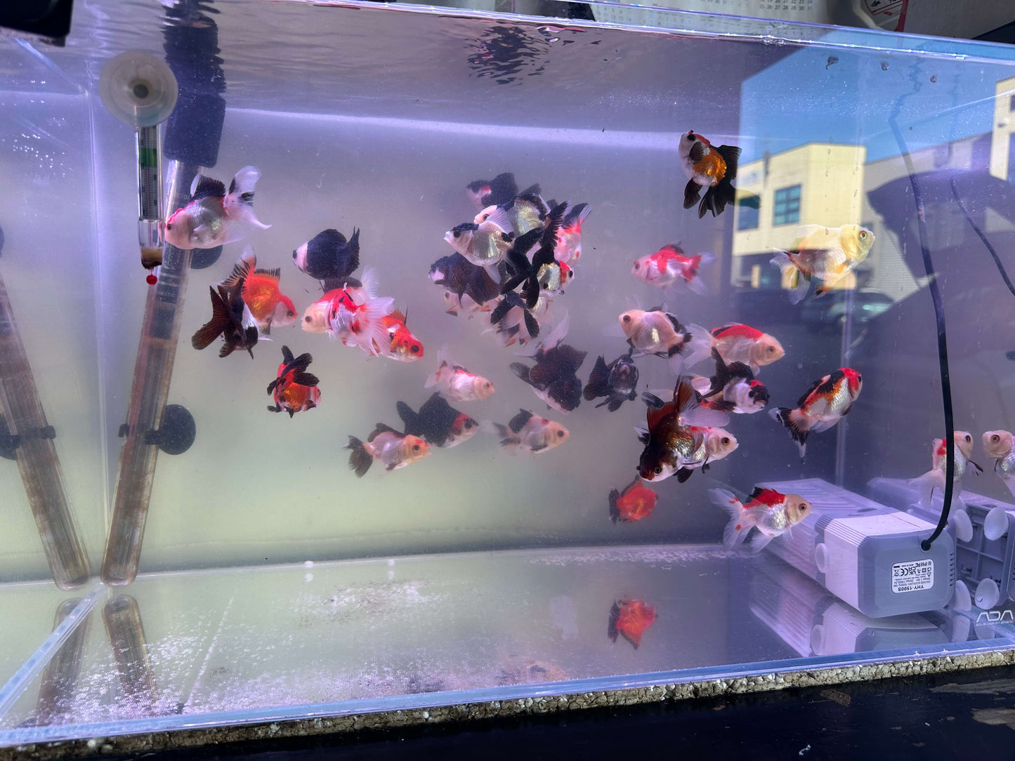 Tri colour and panda Oranda 5cm (Handpicked Random)