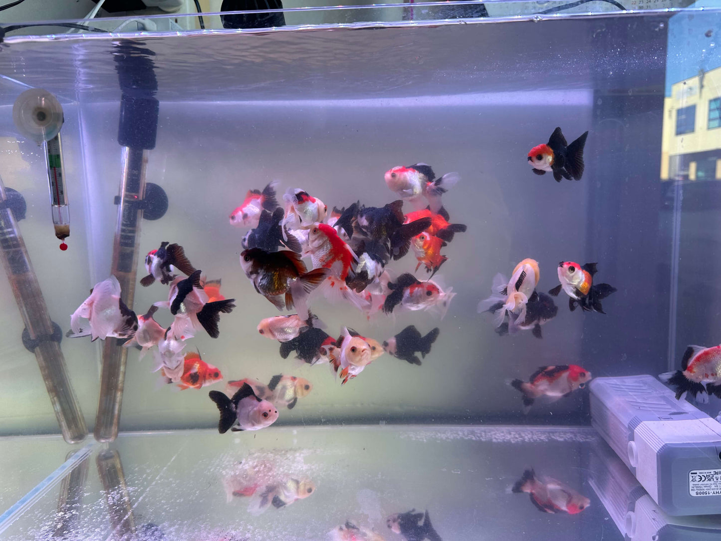 Tri colour and panda Oranda 5cm (Handpicked Random)