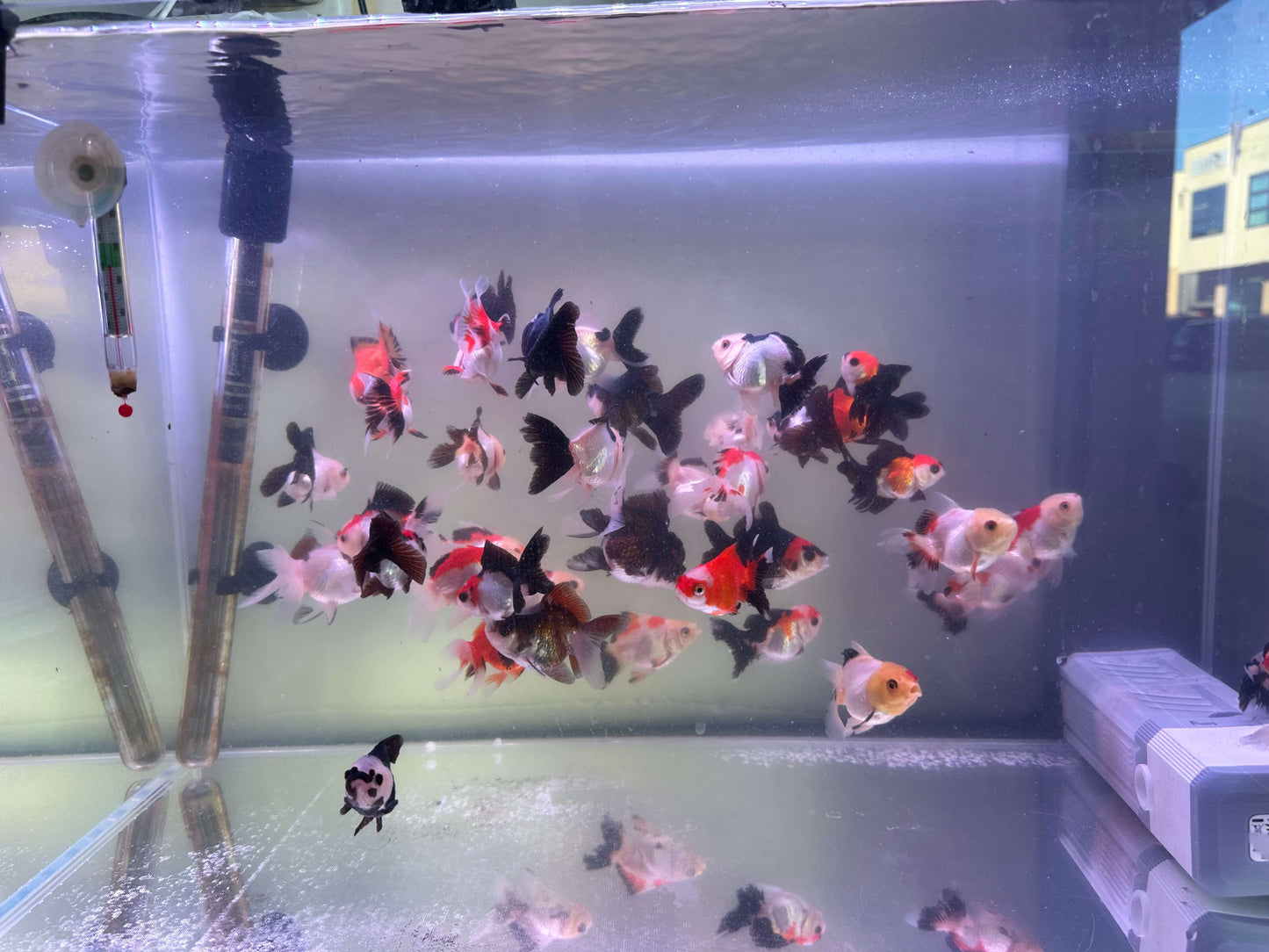 Tri colour and panda Oranda 5cm (Handpicked Random)