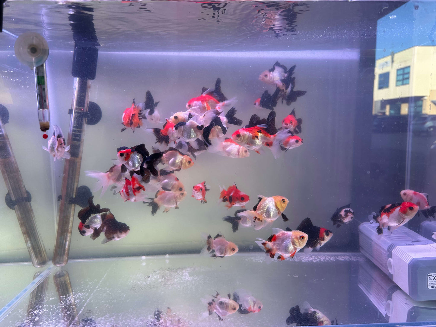 Tri colour and panda Oranda 5cm (Handpicked Random)