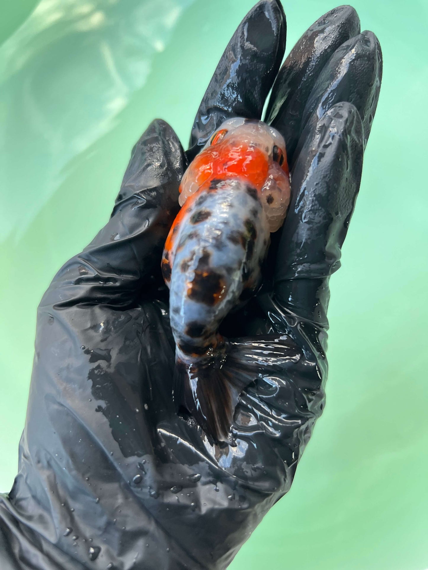 A1 - Milk cow Ranchu
