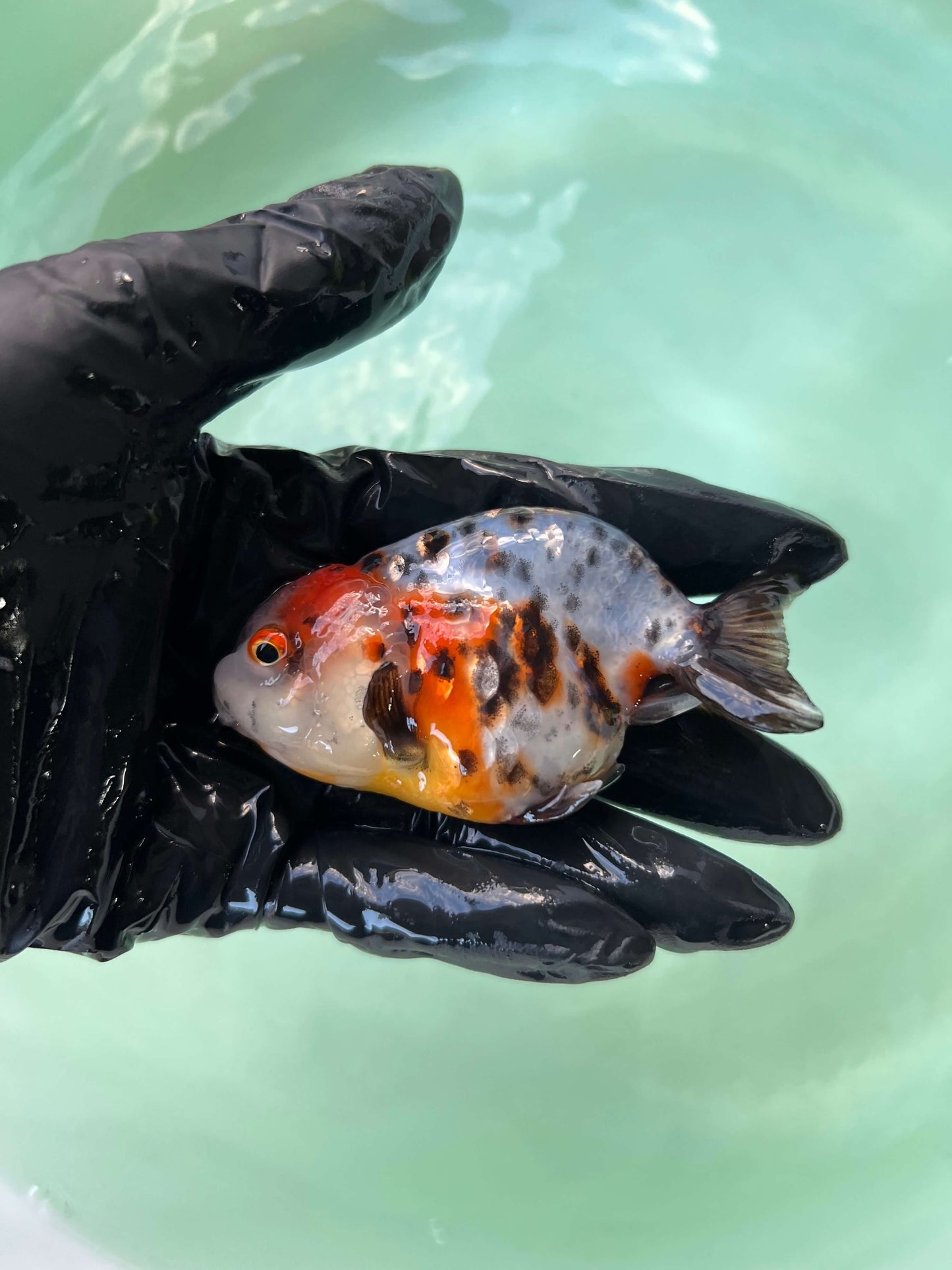 A1 - Milk cow Ranchu