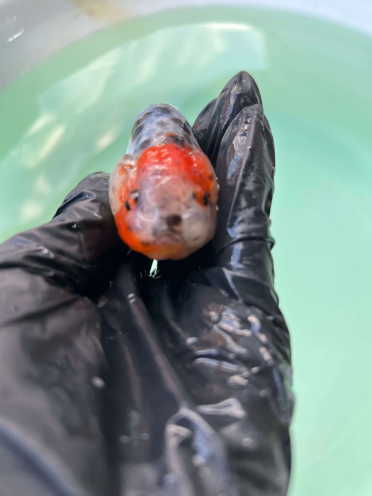 A1 - Milk cow Ranchu
