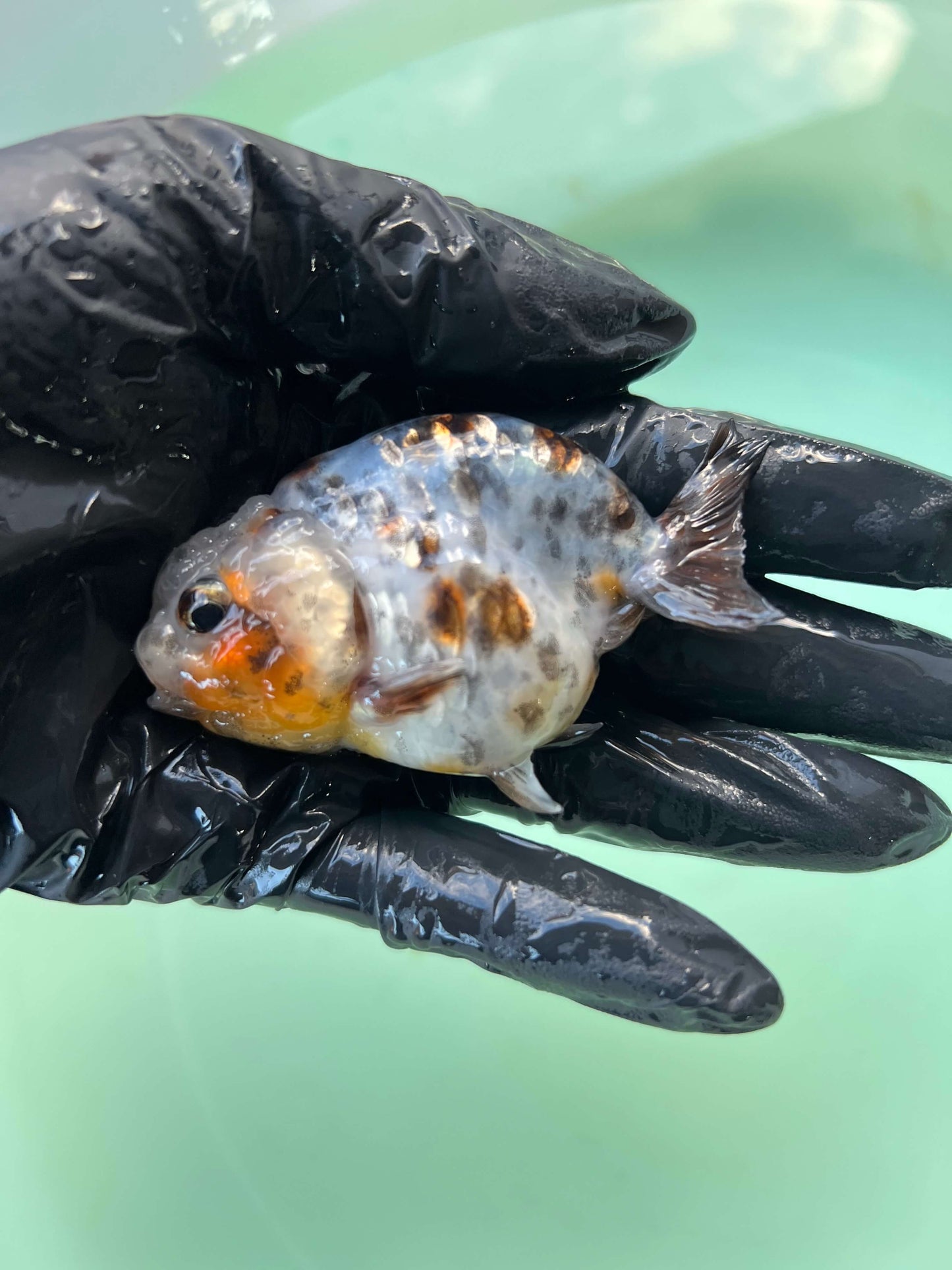 A2- Milk cow Ranchu