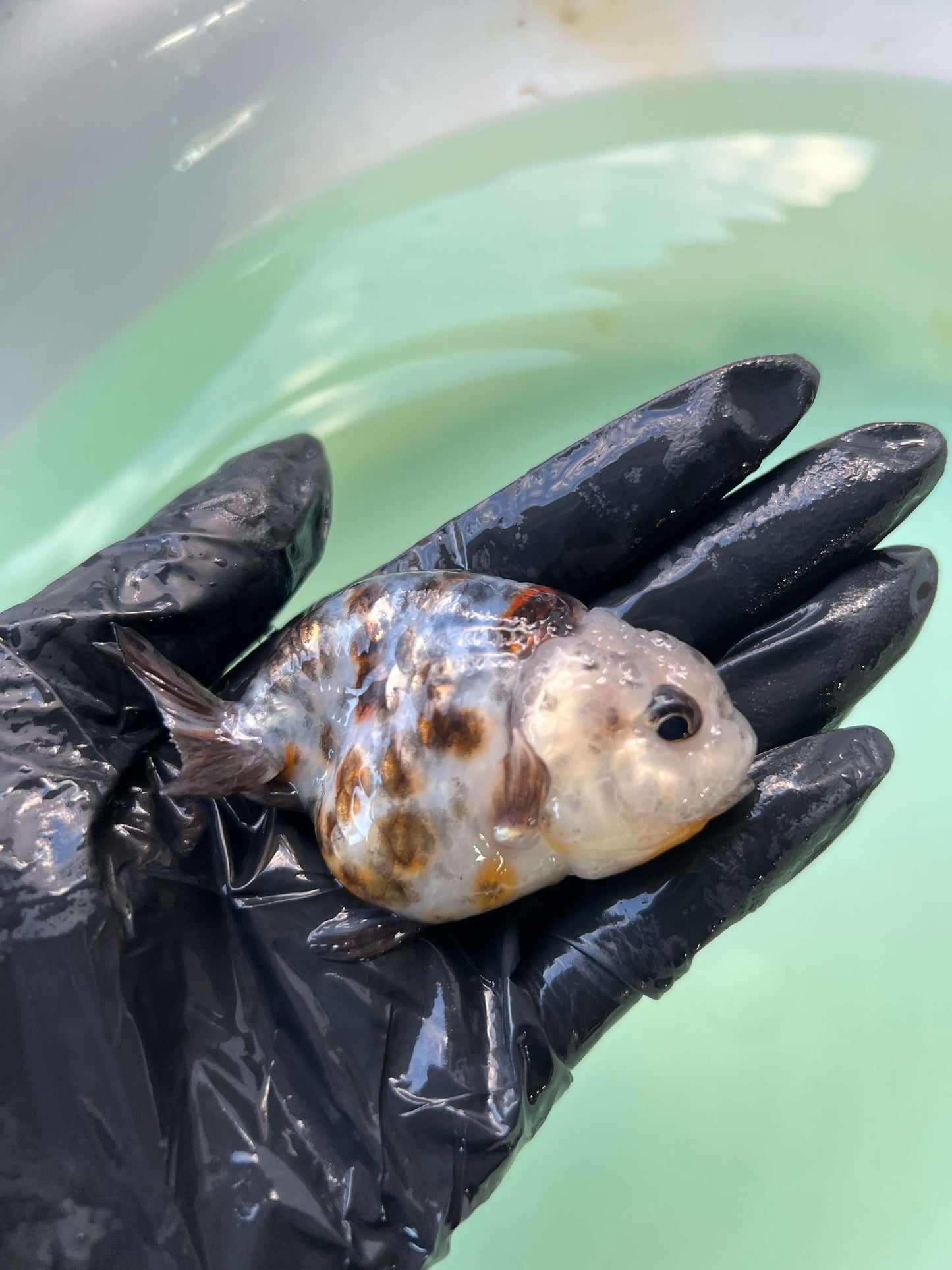 A2- Milk cow Ranchu