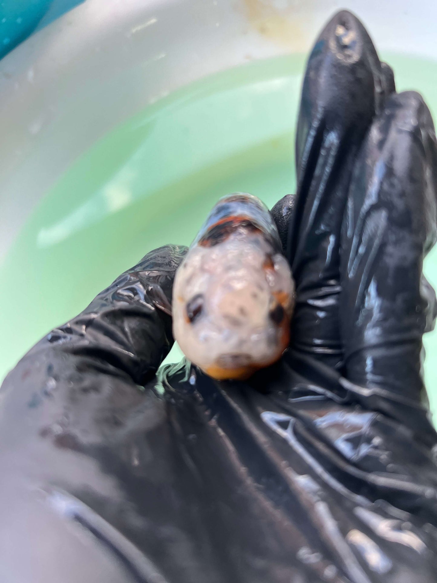 A2- Milk cow Ranchu
