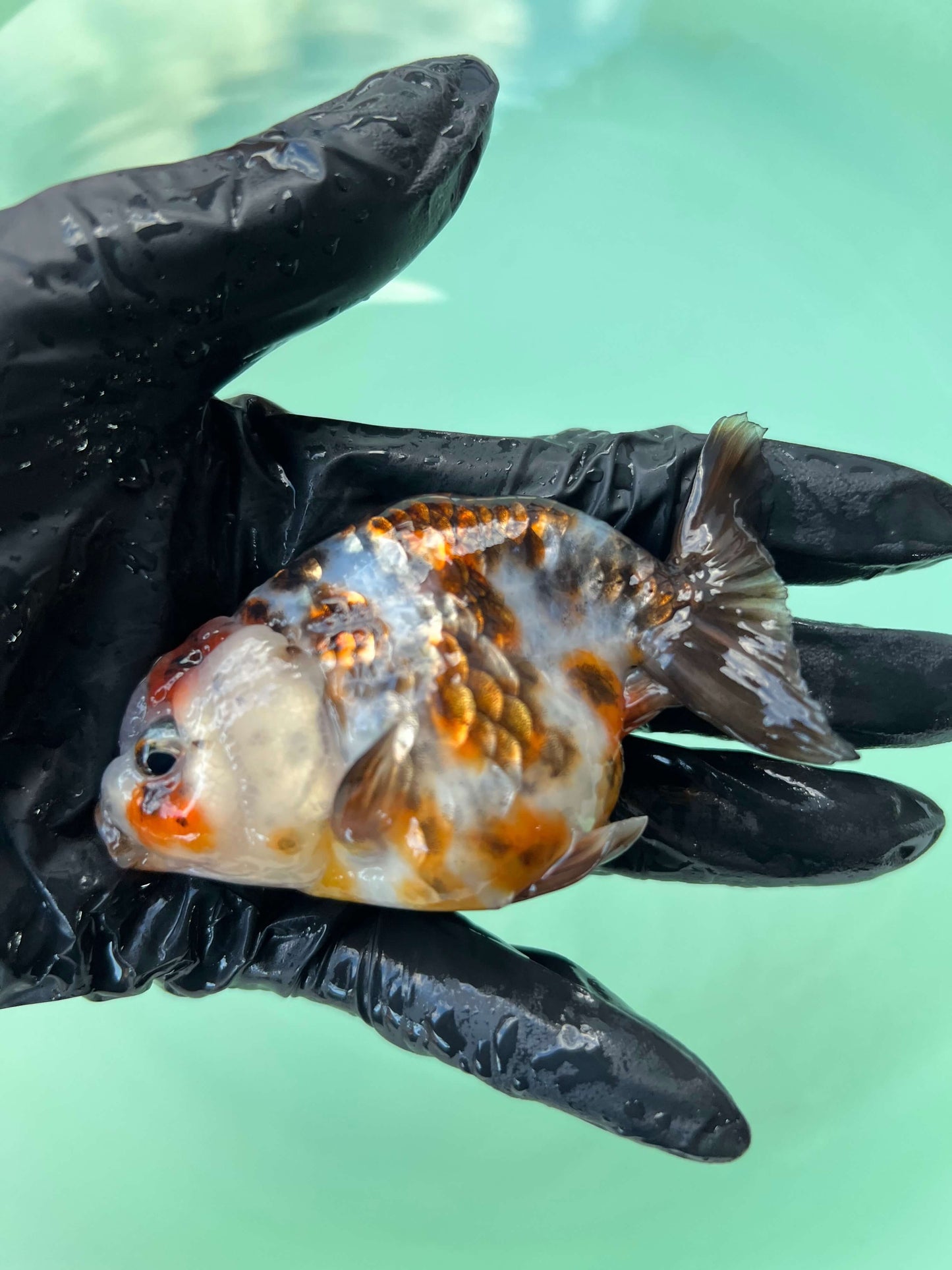 A3- Milk cow Ranchu