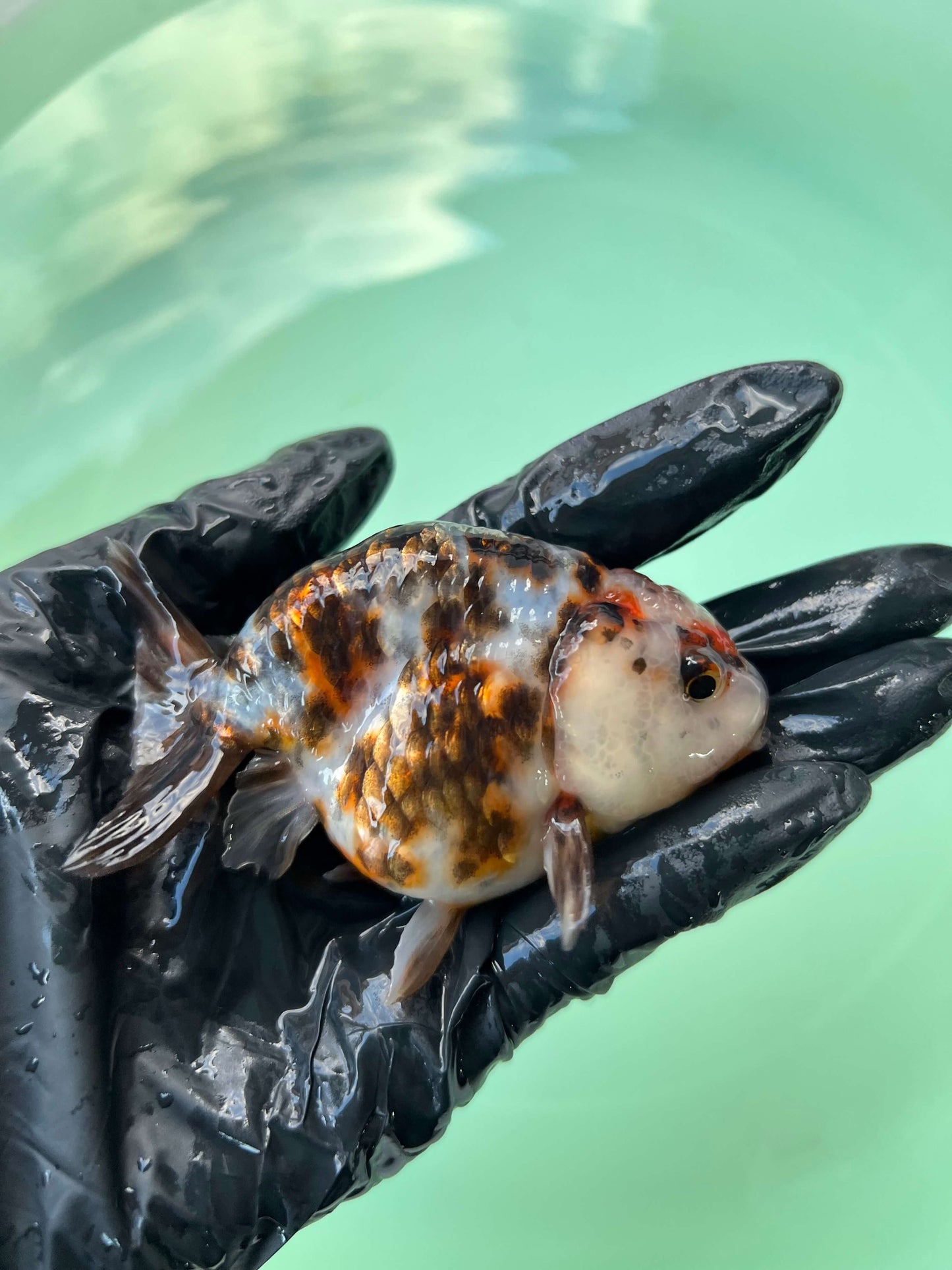 A3- Milk cow Ranchu