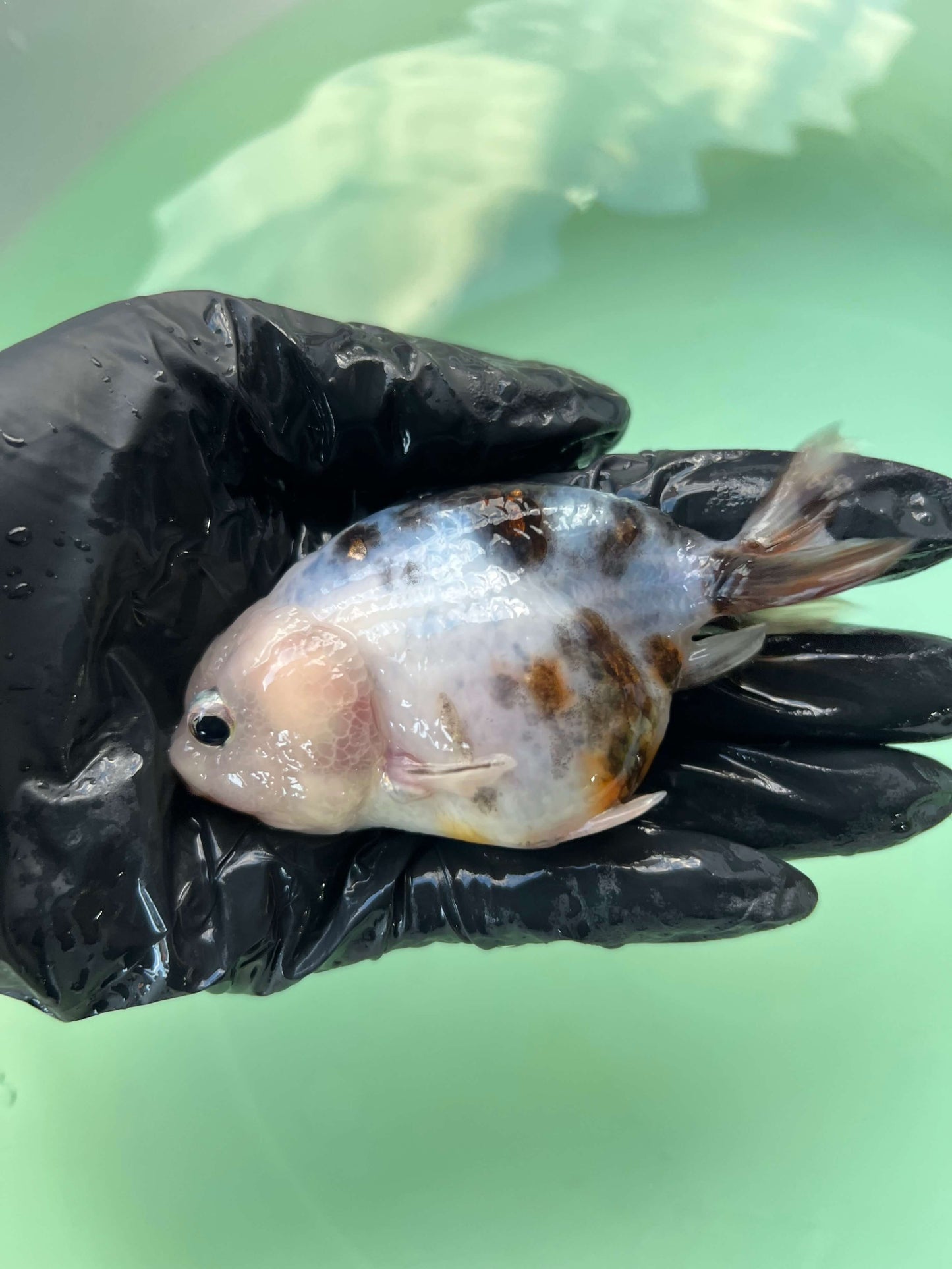 A4- Milk cow Ranchu