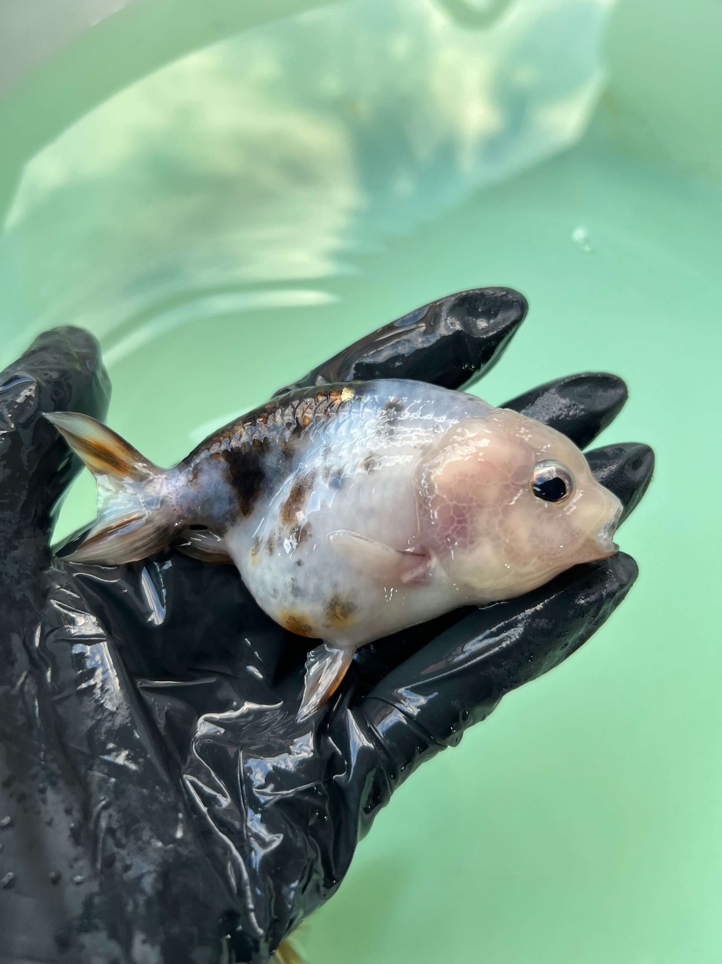 A4- Milk cow Ranchu