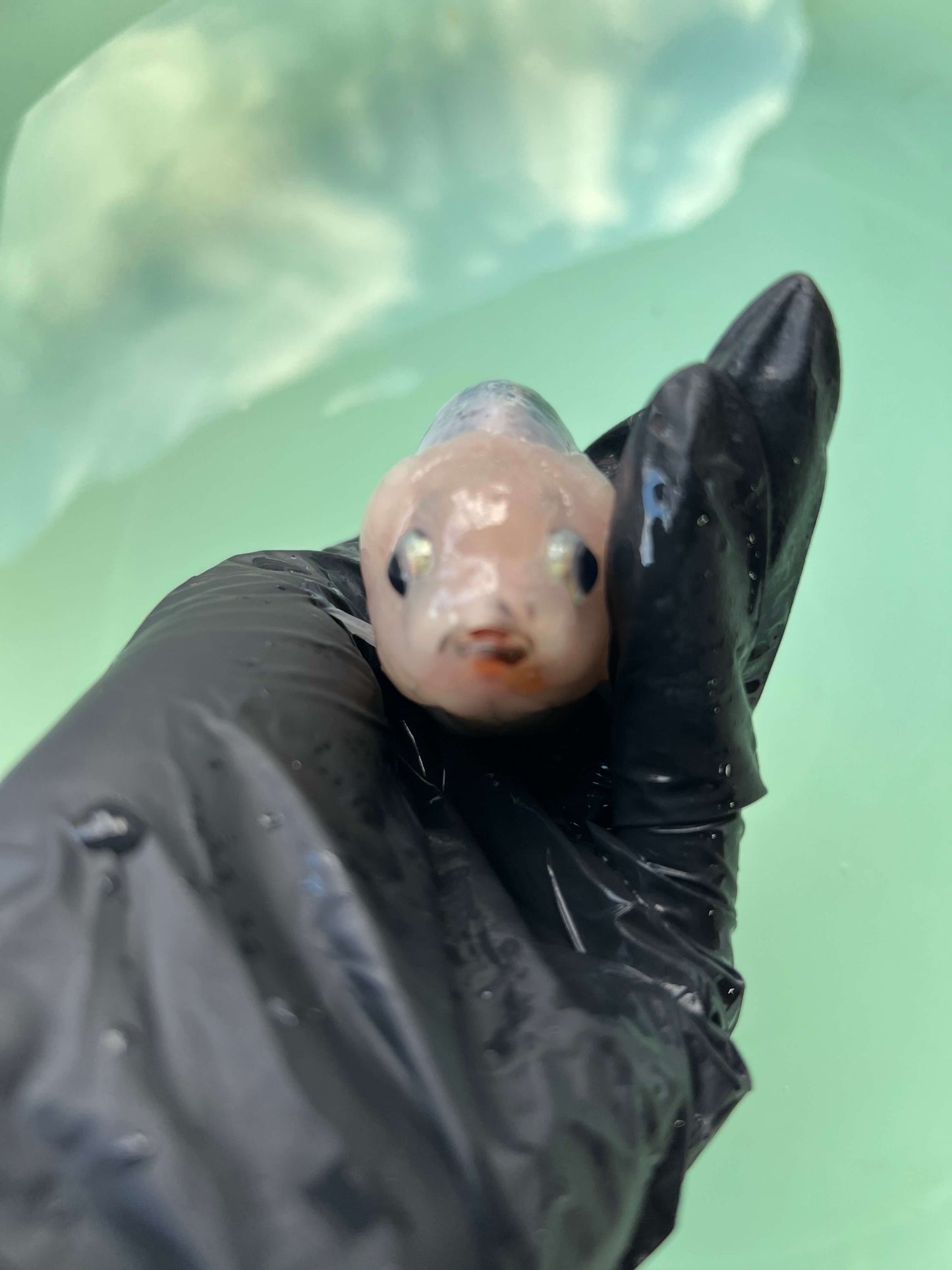 A4- Milk cow Ranchu