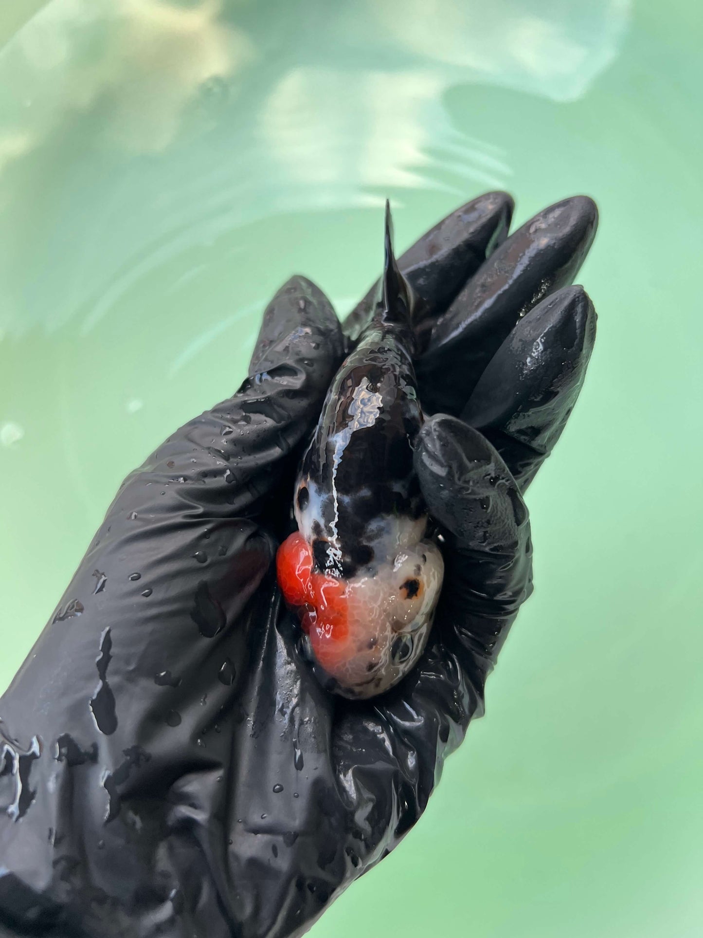 A5- Milk cow Ranchu