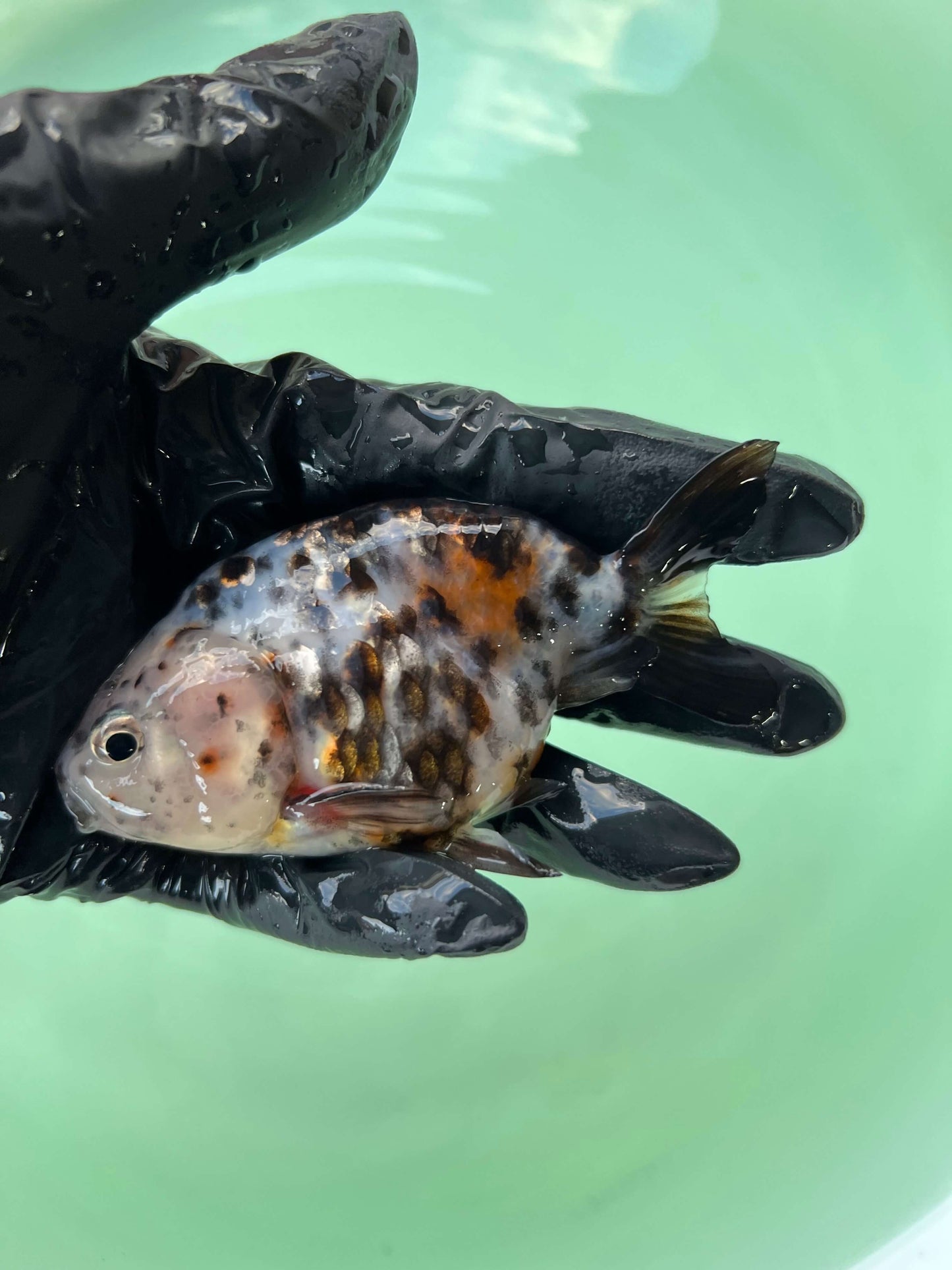 A7 - Milk cow Ranchu