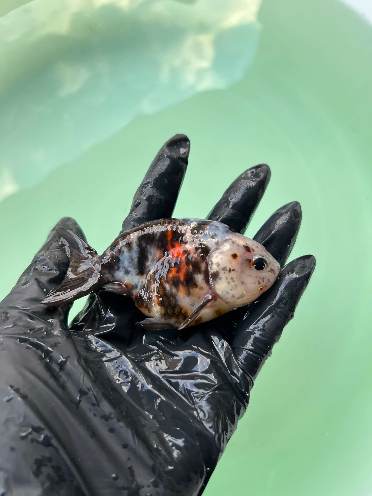 A7 - Milk cow Ranchu