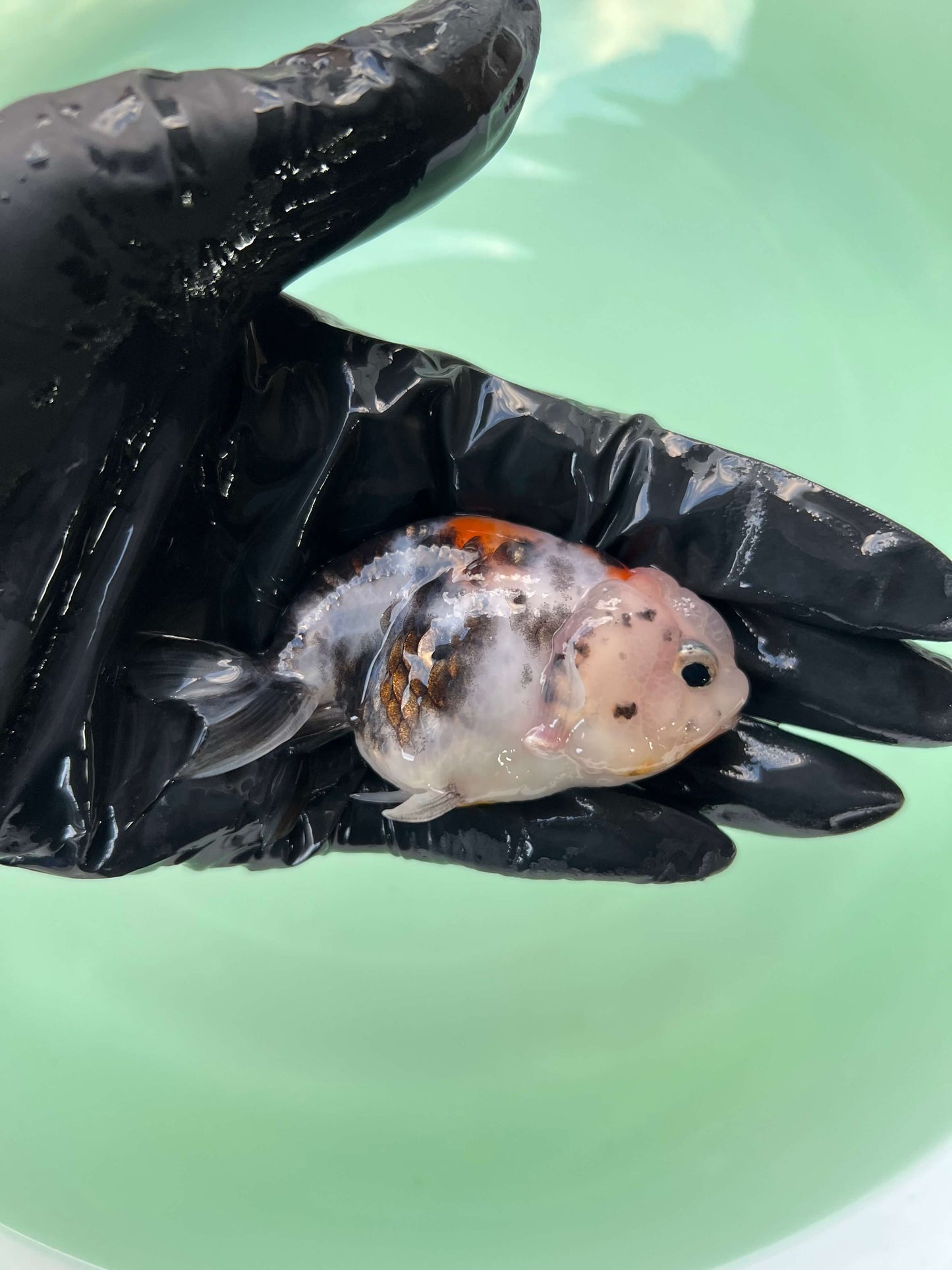 A8 - Milk cow Ranchu