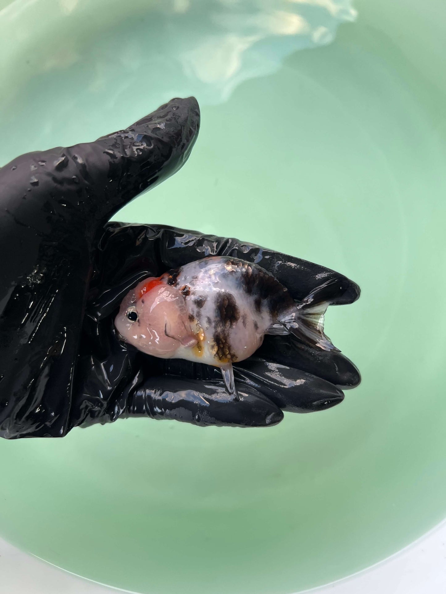 A8 - Milk cow Ranchu