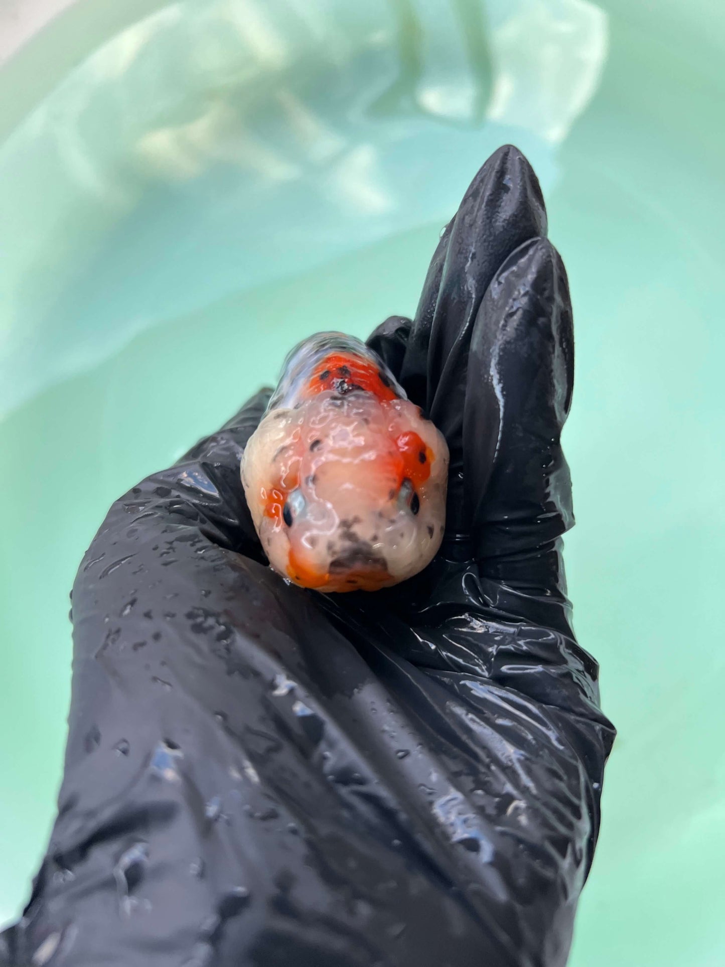 A9 - Milk cow Ranchu