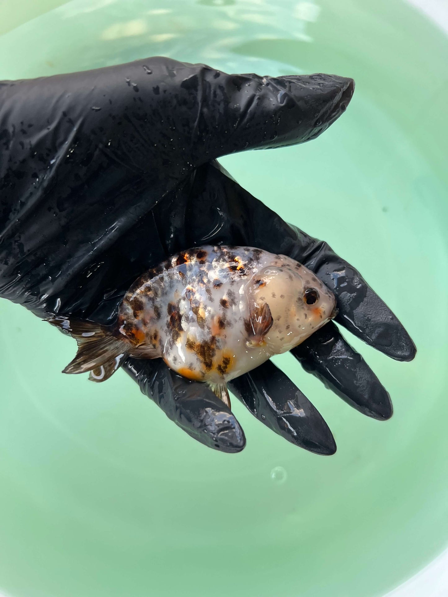 A10 - Milk cow Ranchu