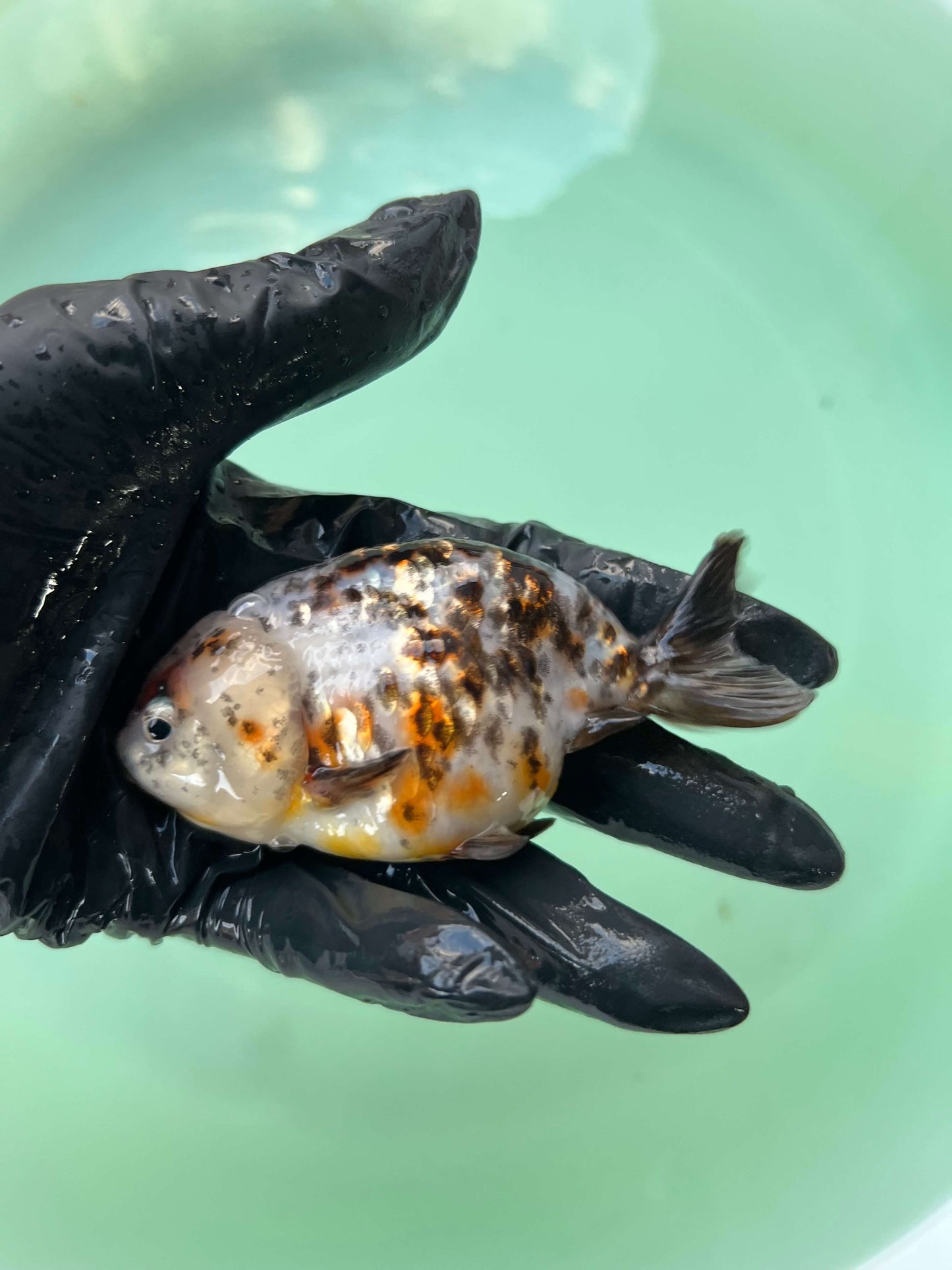 A10 - Milk cow Ranchu