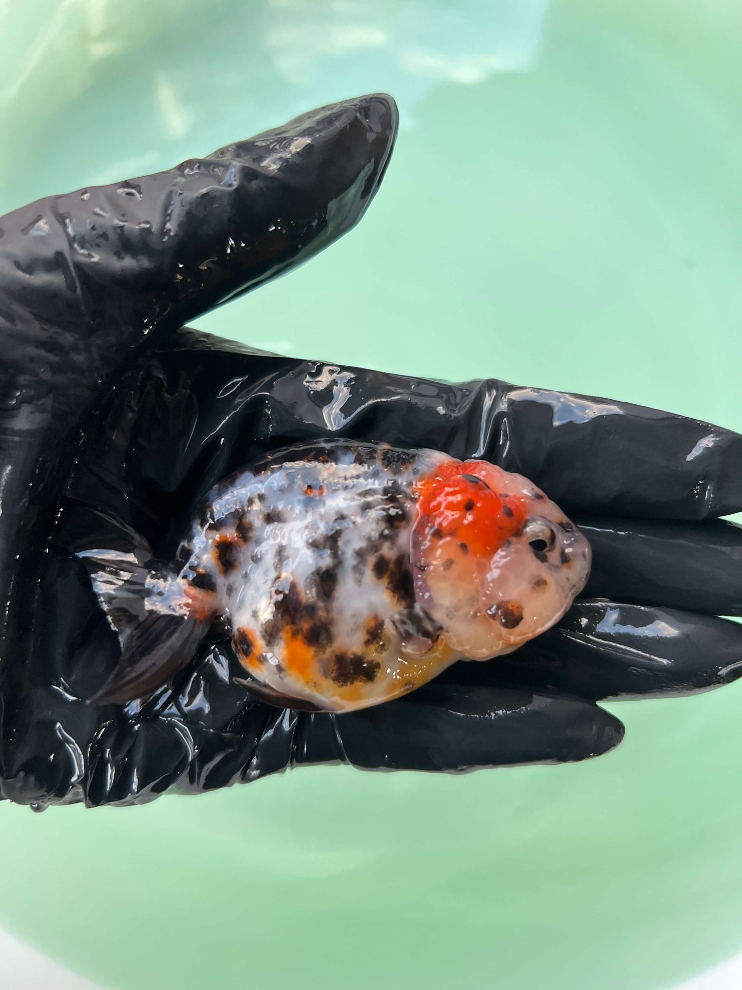 A11 - Milk cow Ranchu