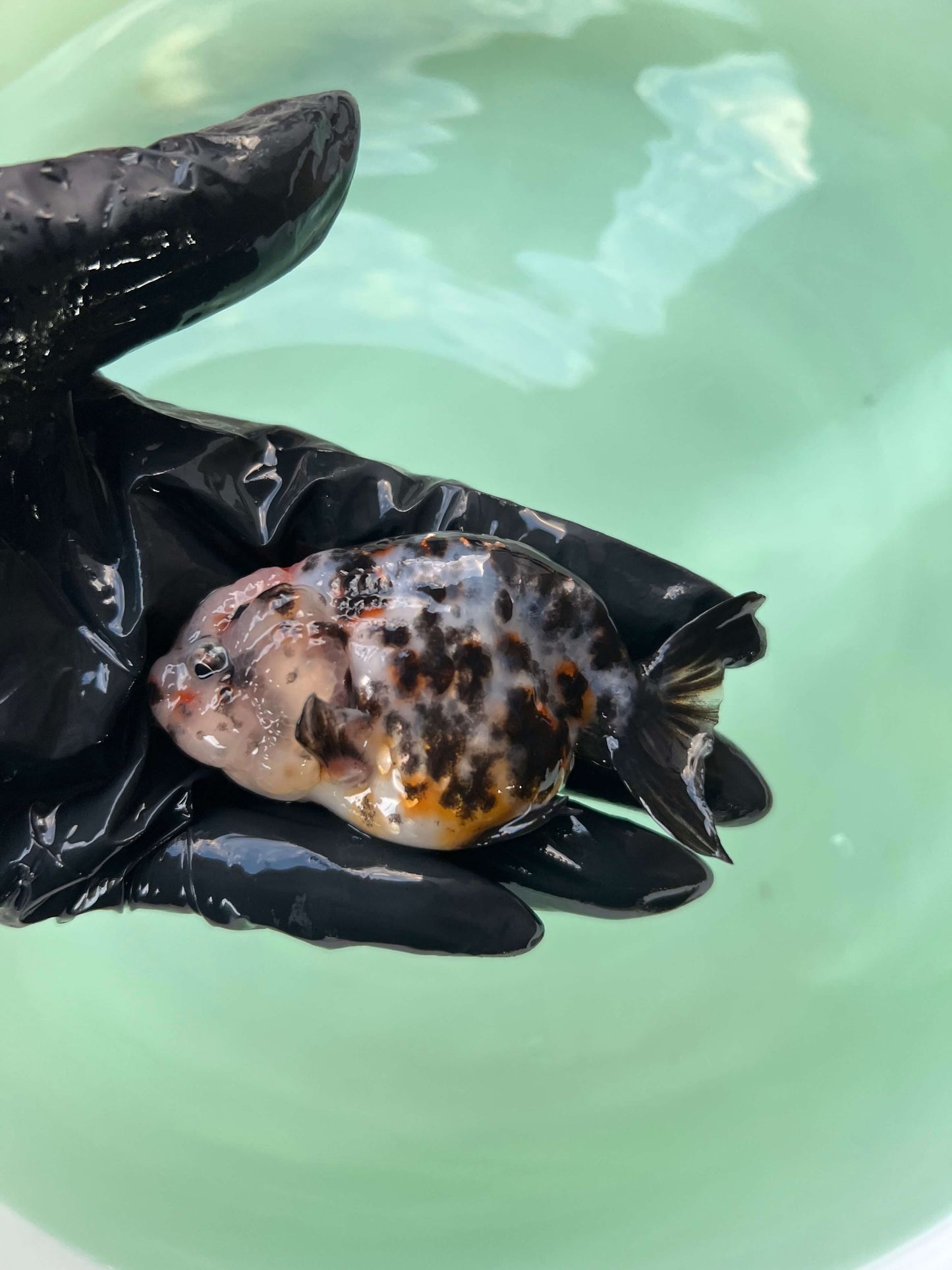 A11 - Milk cow Ranchu