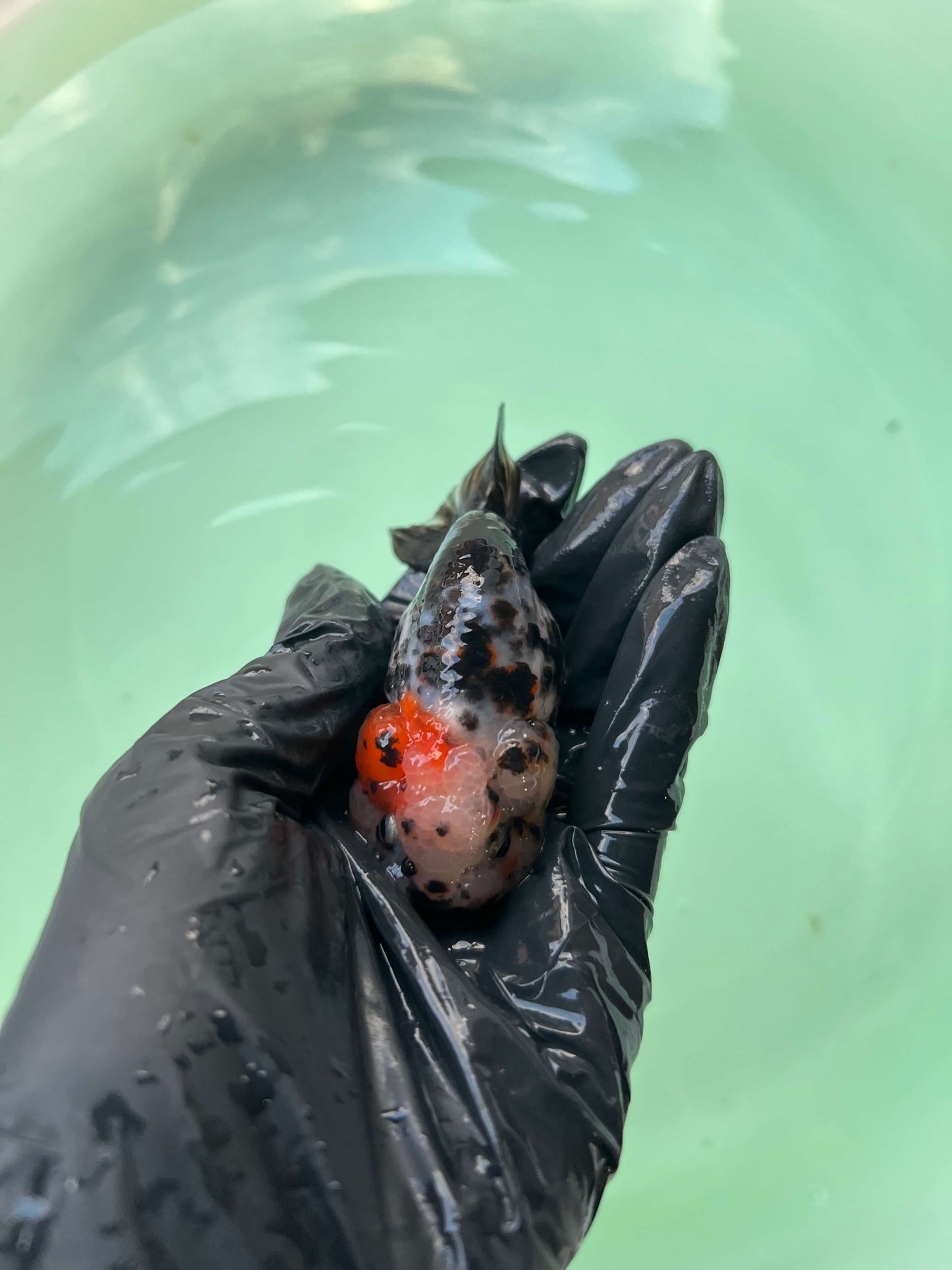 A11 - Milk cow Ranchu