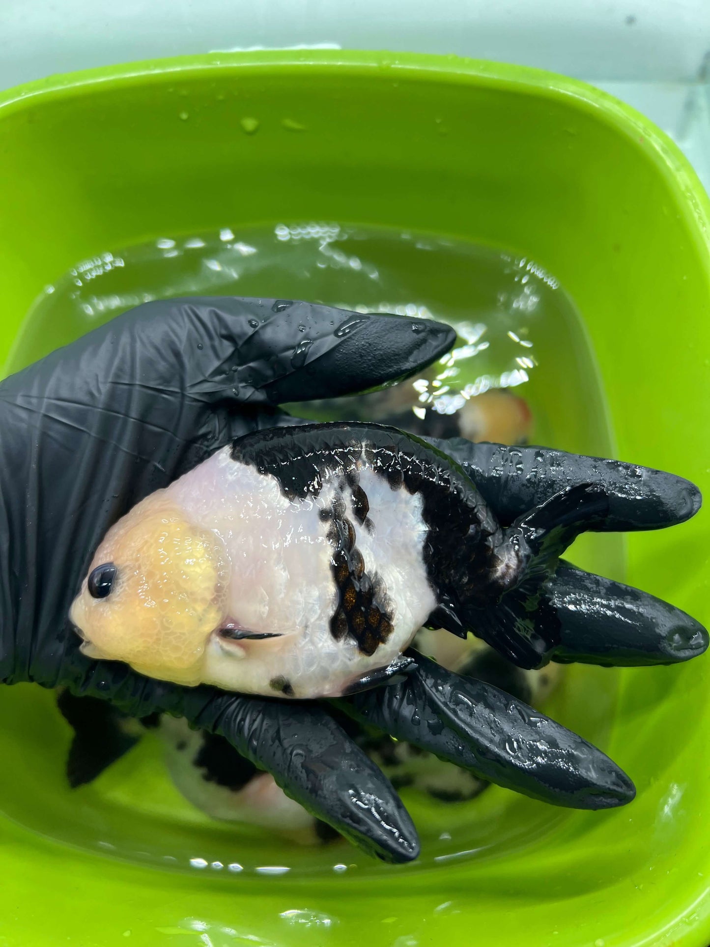 B7 - A grade Milk cow Ranchu