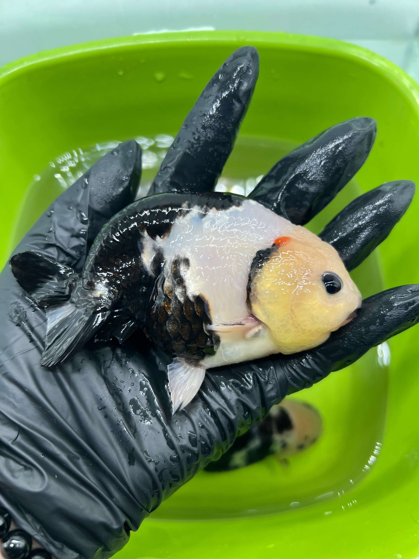 B7 - A grade Milk cow Ranchu