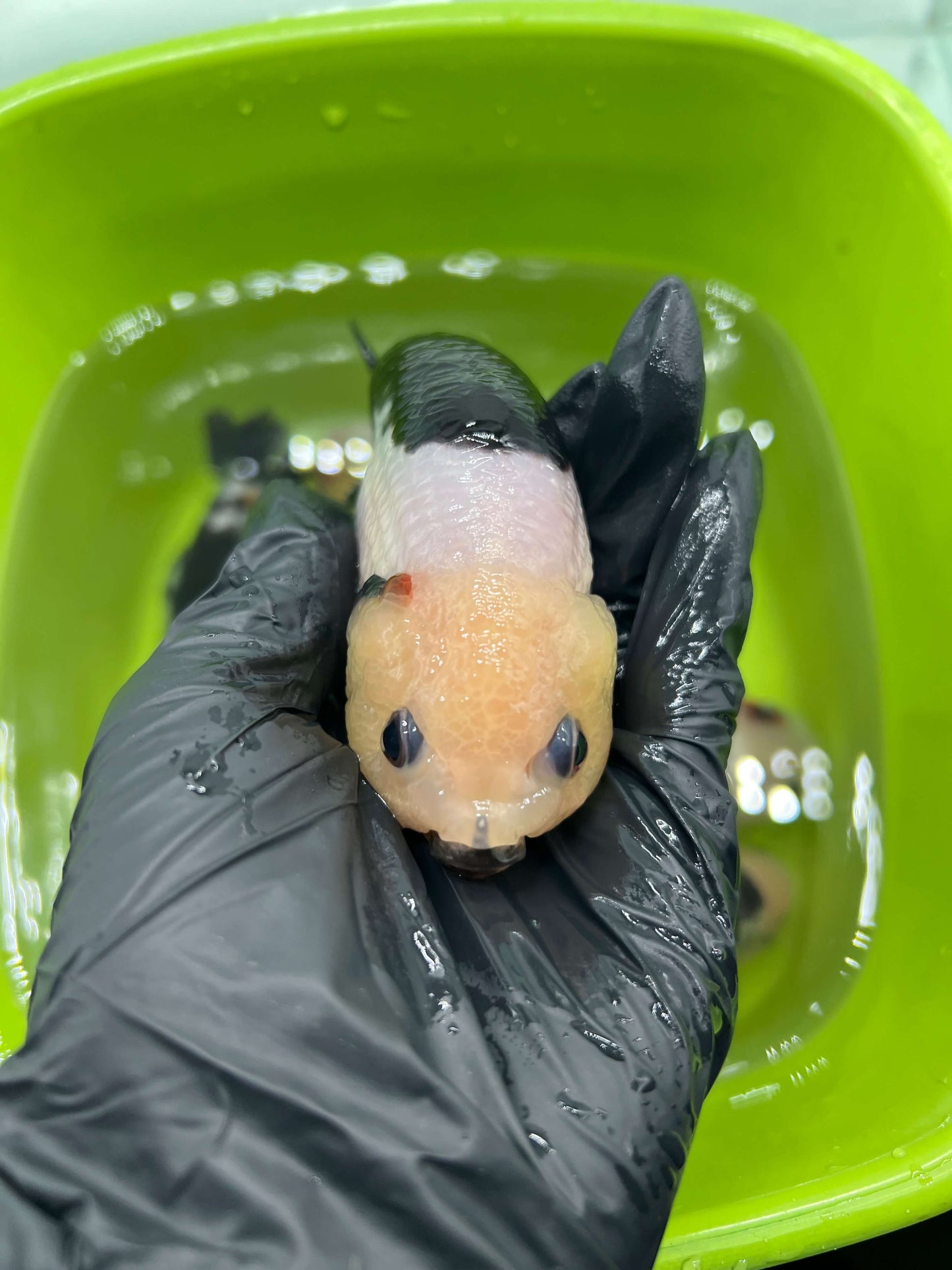 B7 - A grade Milk cow Ranchu