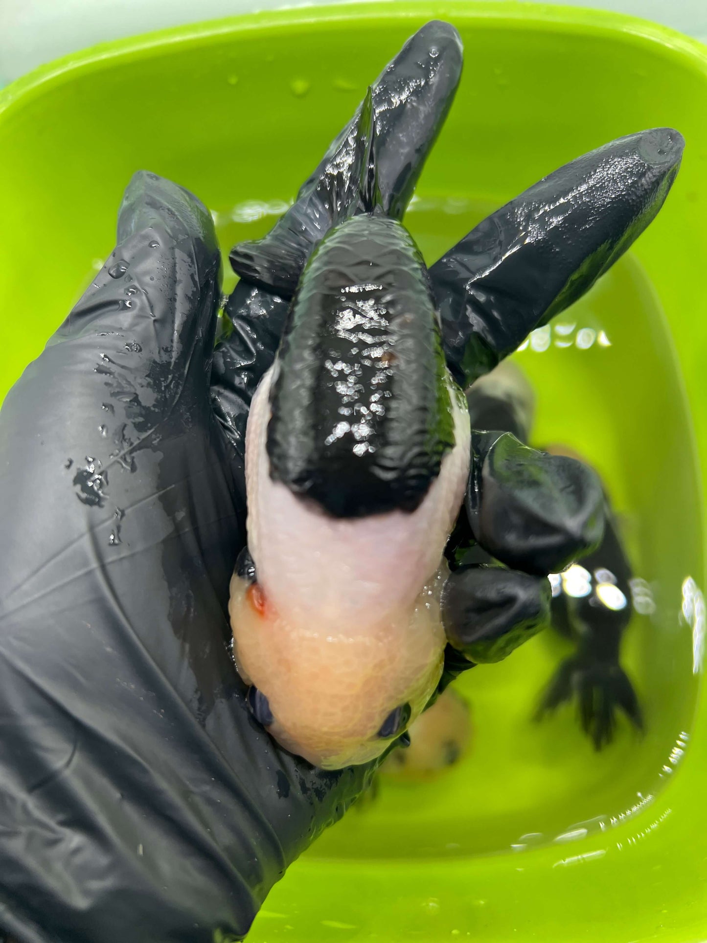 B7 - A grade Milk cow Ranchu