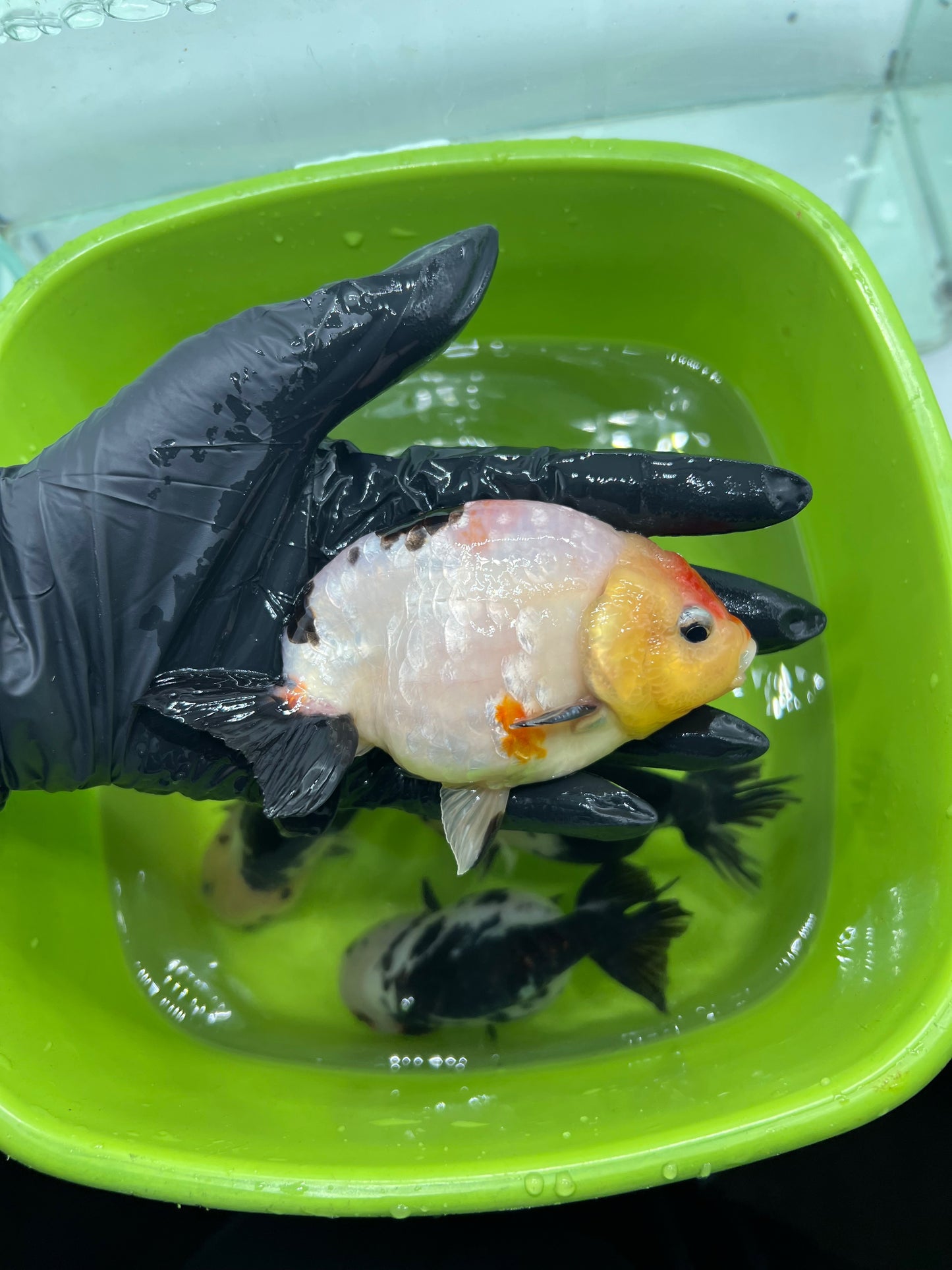 B6 - A grade Milk cow Ranchu
