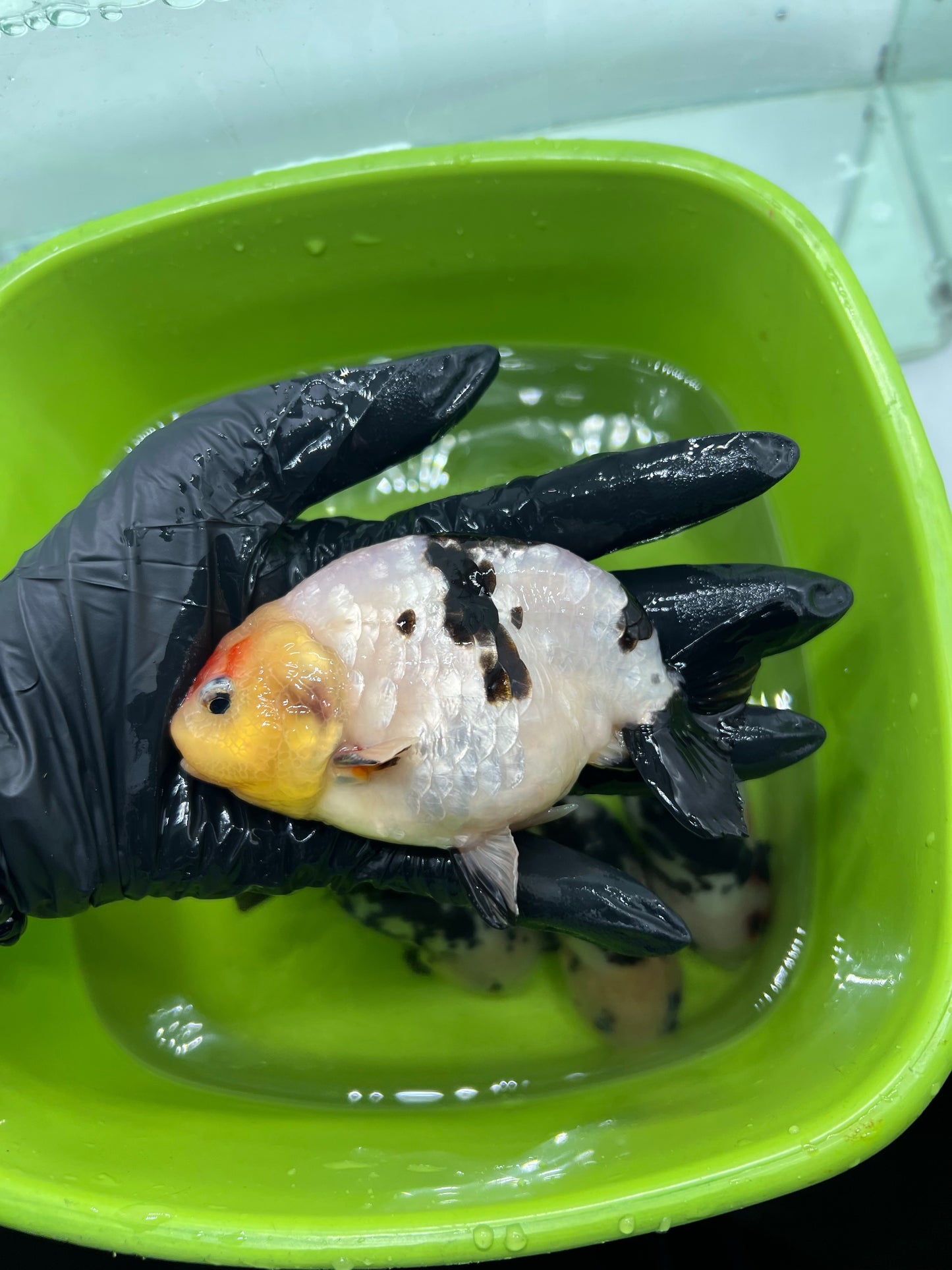 B6 - A grade Milk cow Ranchu