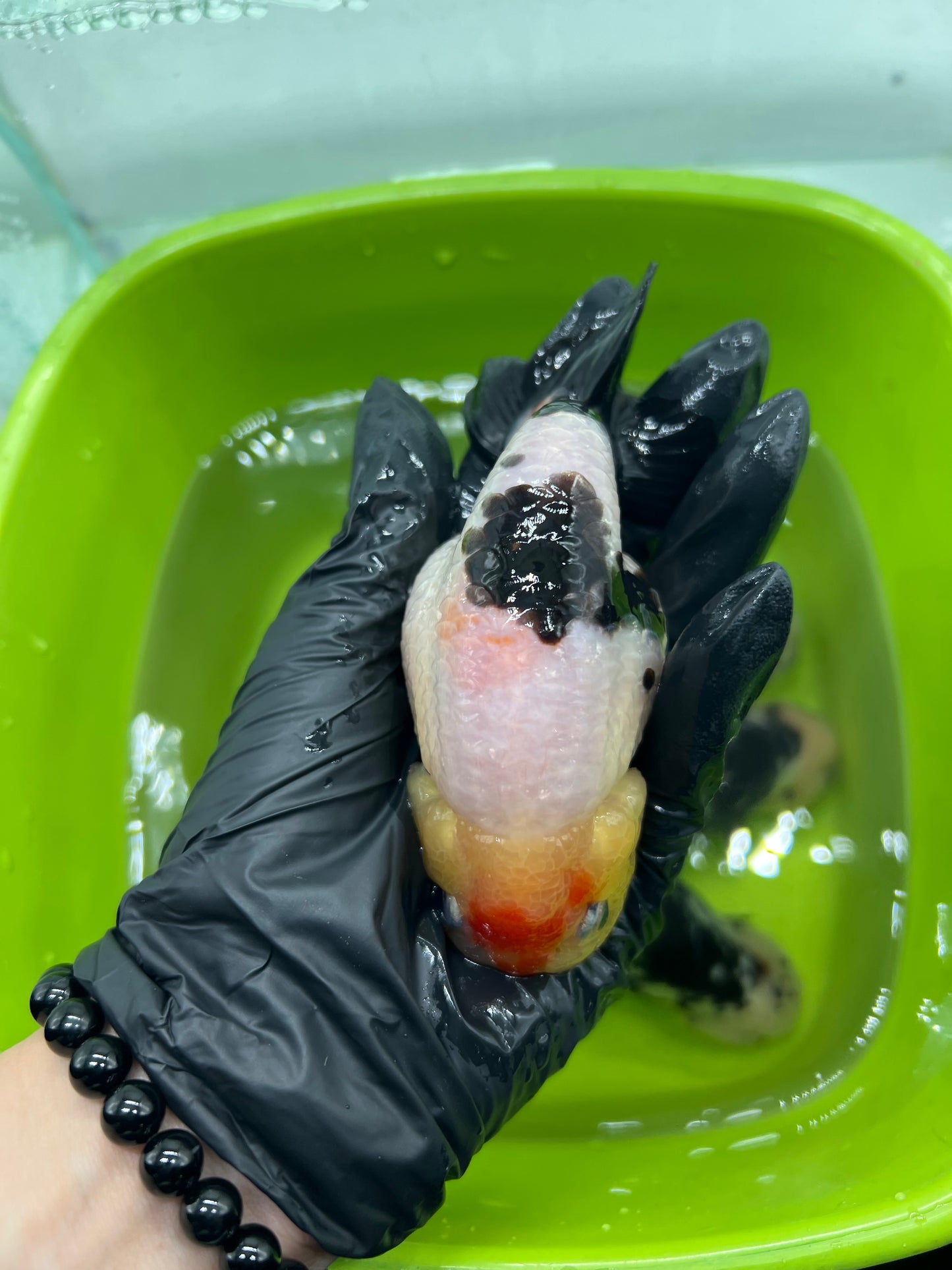 B6 - A grade Milk cow Ranchu