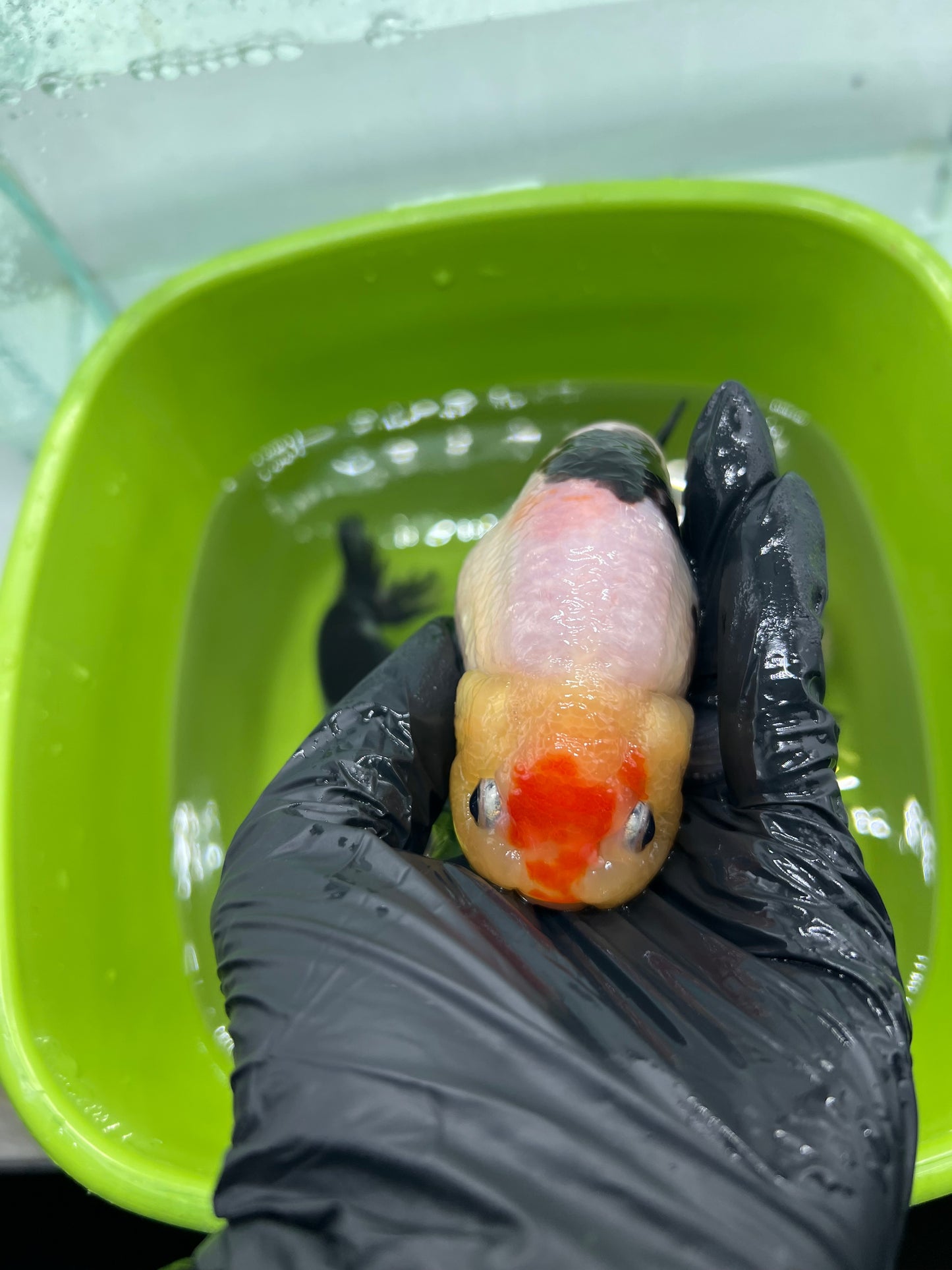 B6 - A grade Milk cow Ranchu