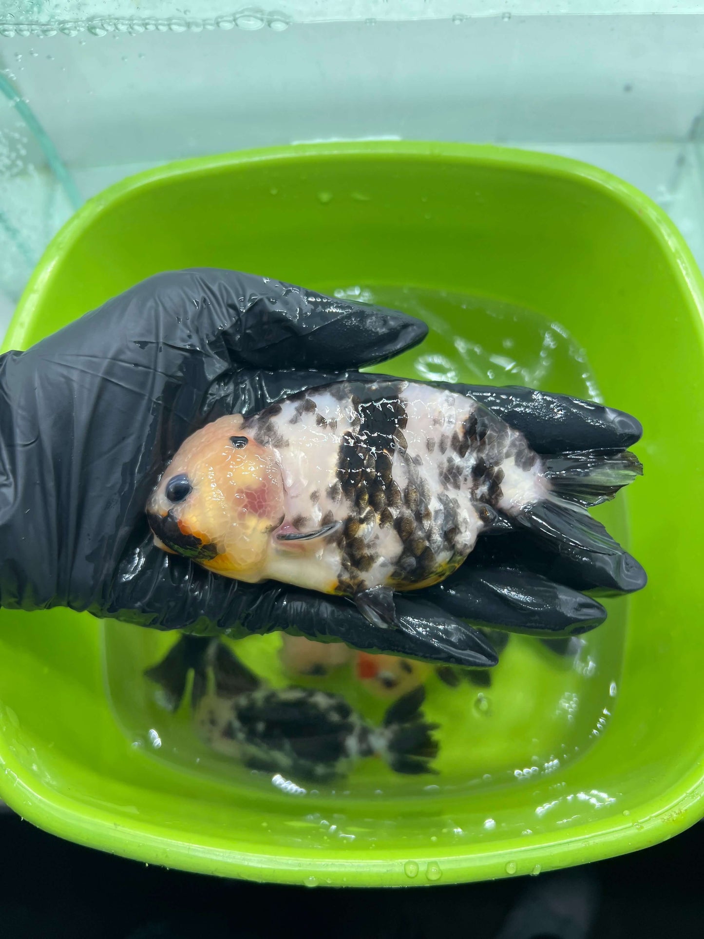 B5 - A grade Milk cow Ranchu