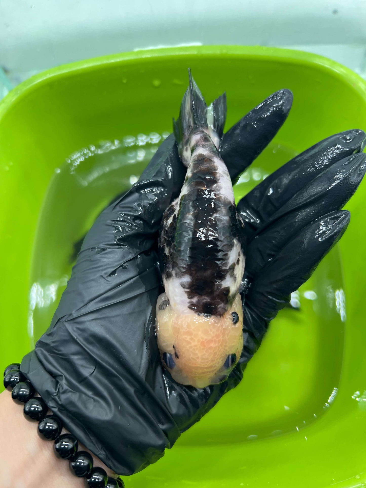 B5 - A grade Milk cow Ranchu