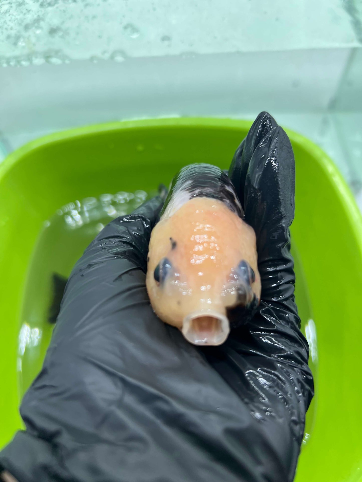 B5 - A grade Milk cow Ranchu