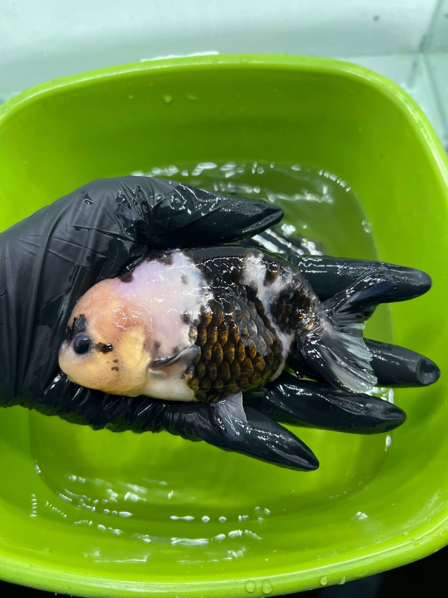 B4 - A grade Milk cow Ranchu