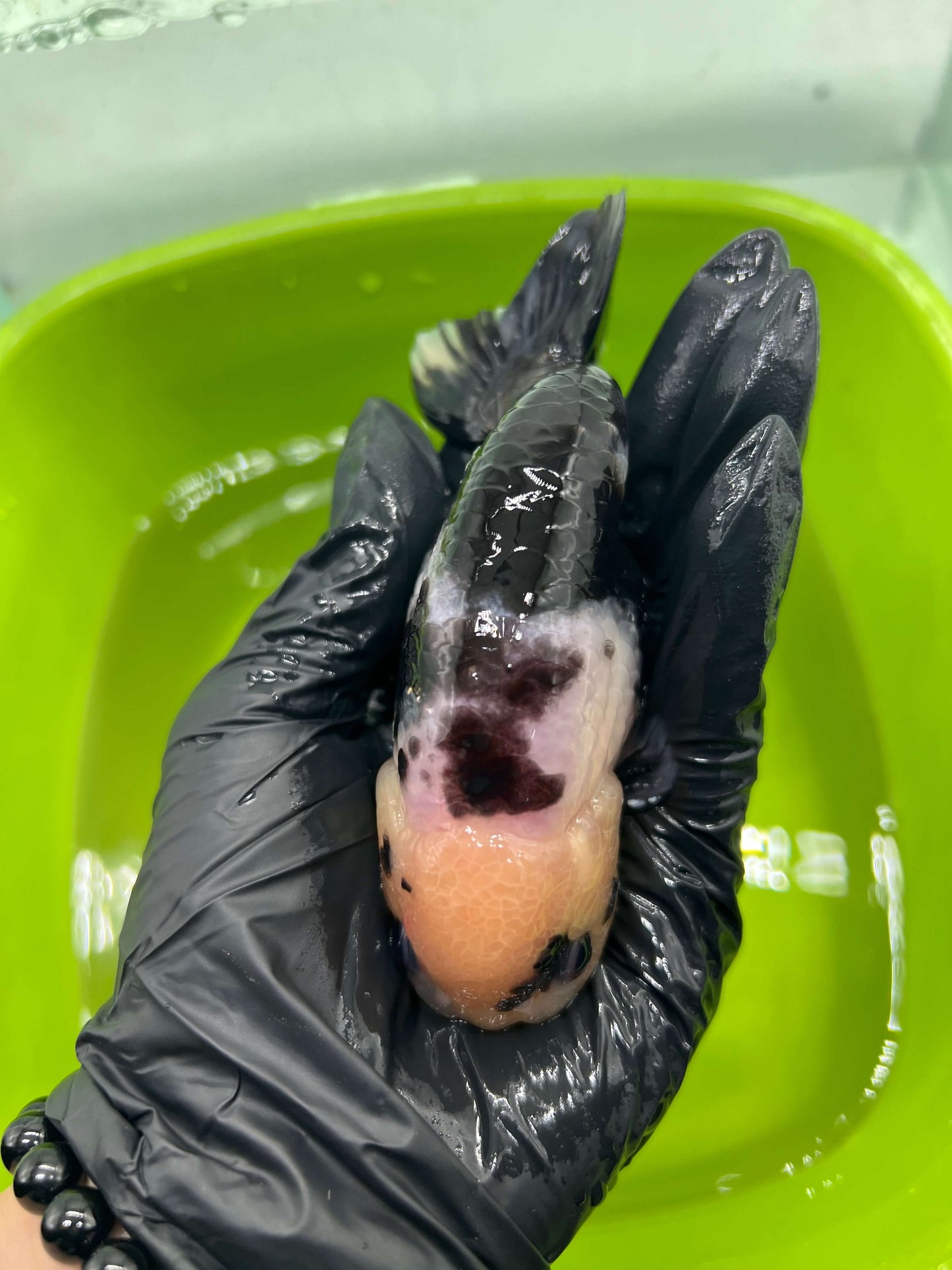 B4 - A grade Milk cow Ranchu