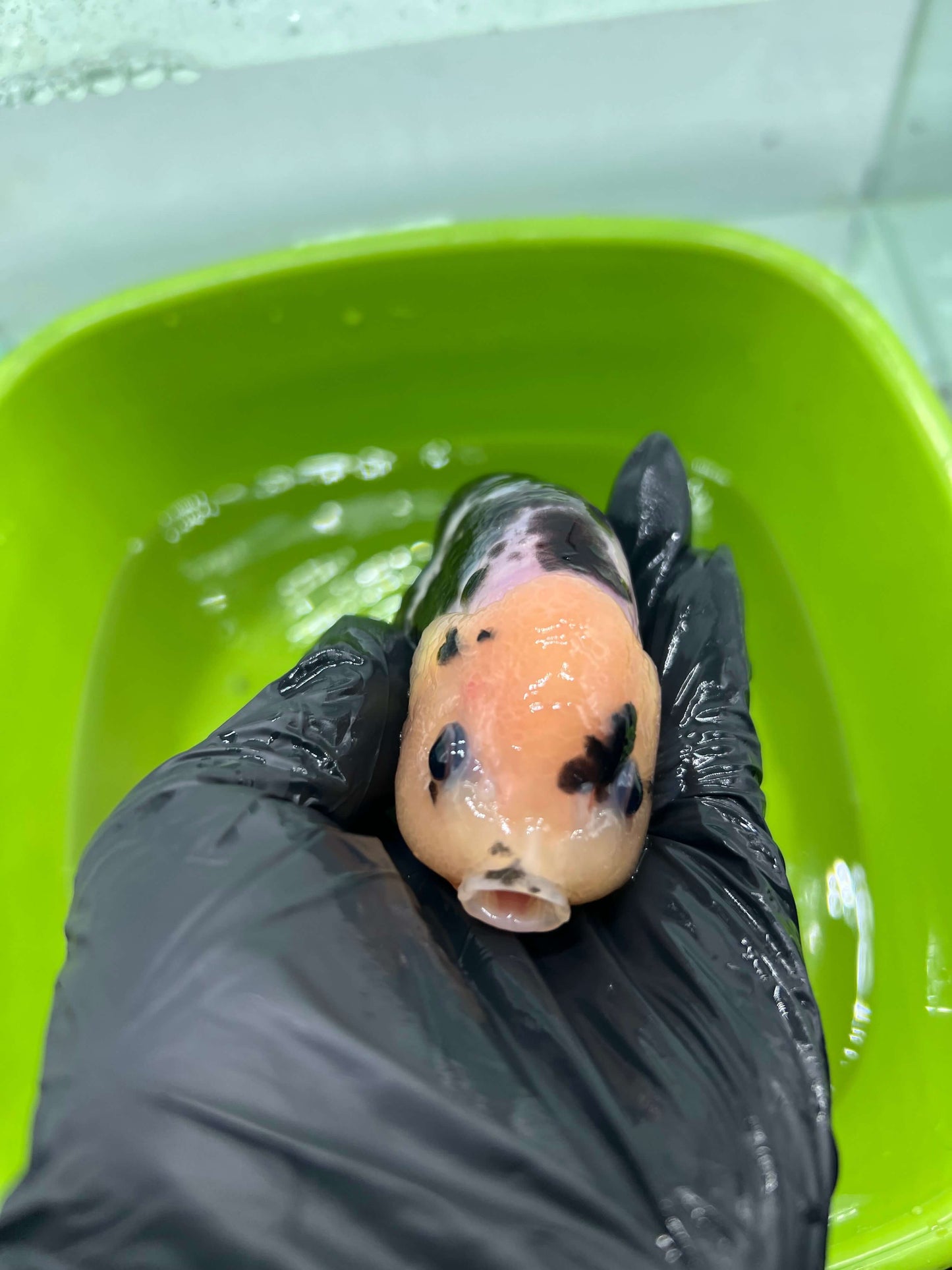 B4 - A grade Milk cow Ranchu
