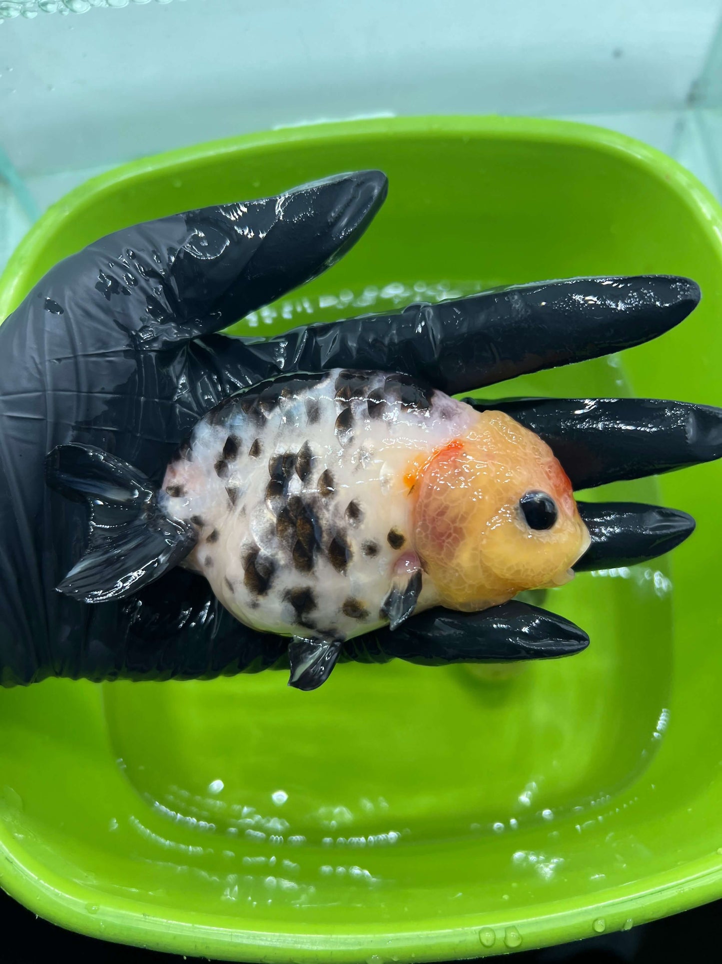 B3 - A grade Milk cow Ranchu