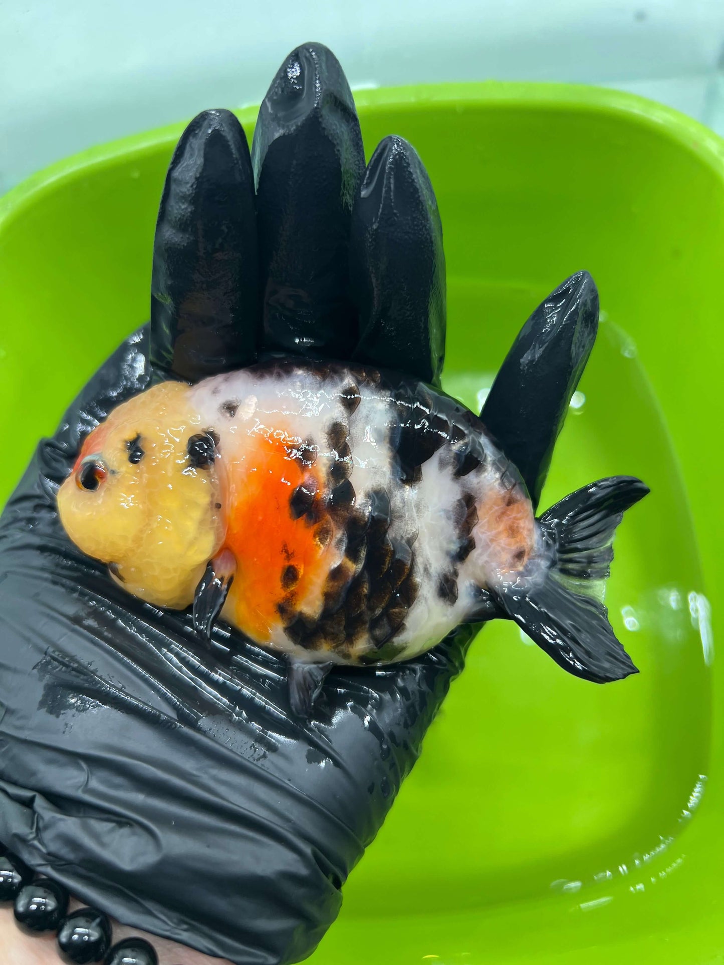 B3 - A grade Milk cow Ranchu