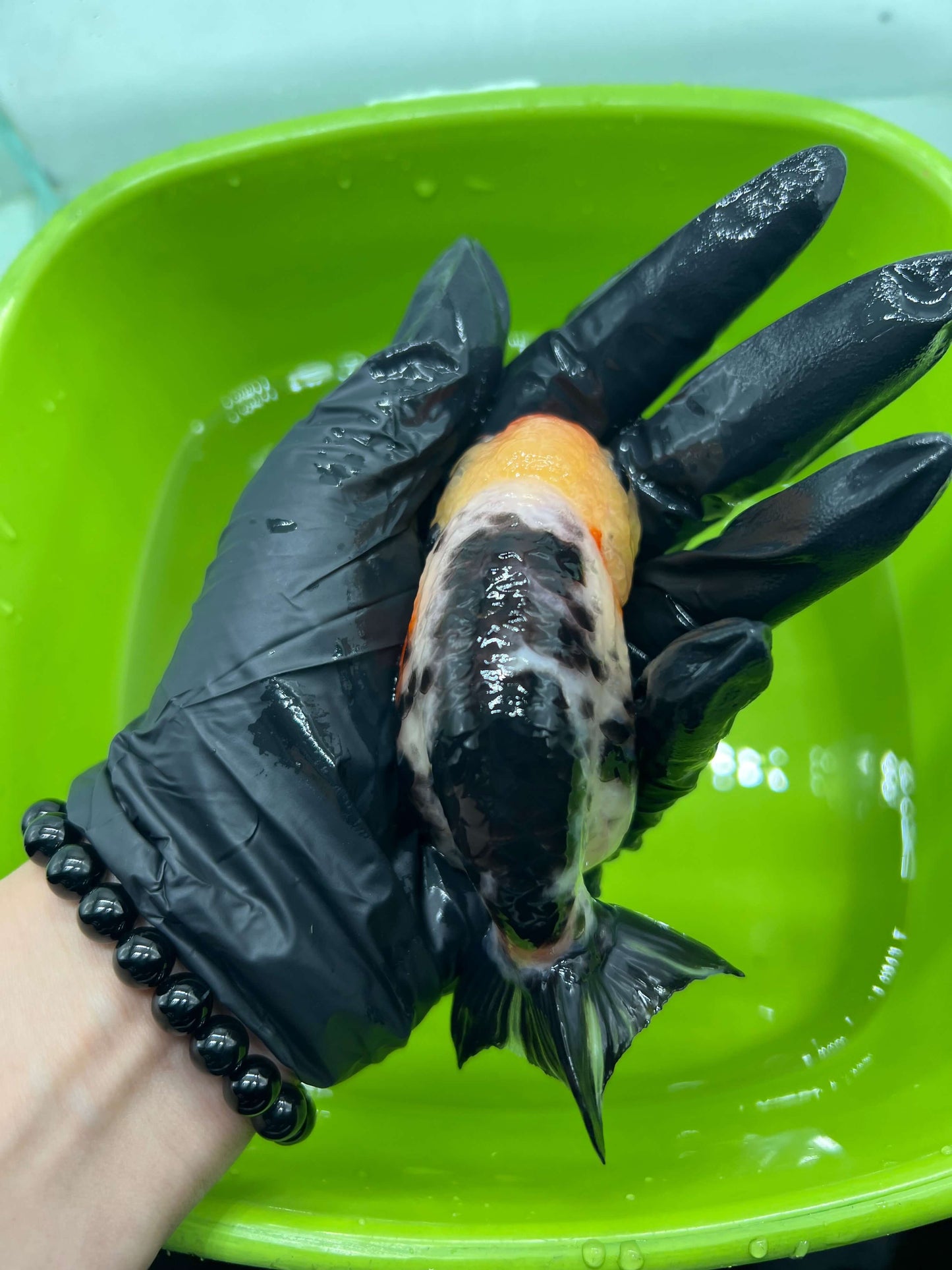 B3 - A grade Milk cow Ranchu