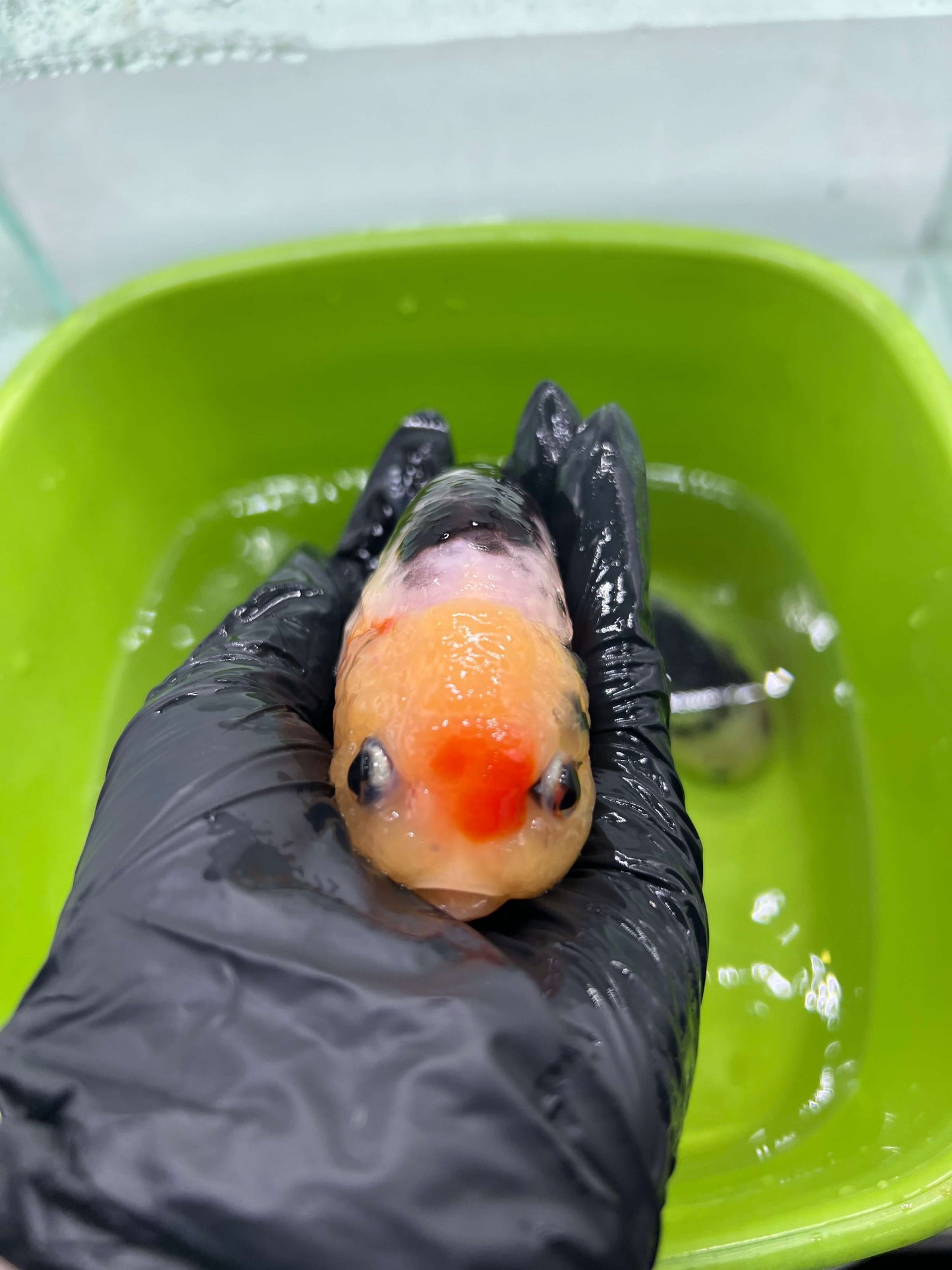 B3 - A grade Milk cow Ranchu