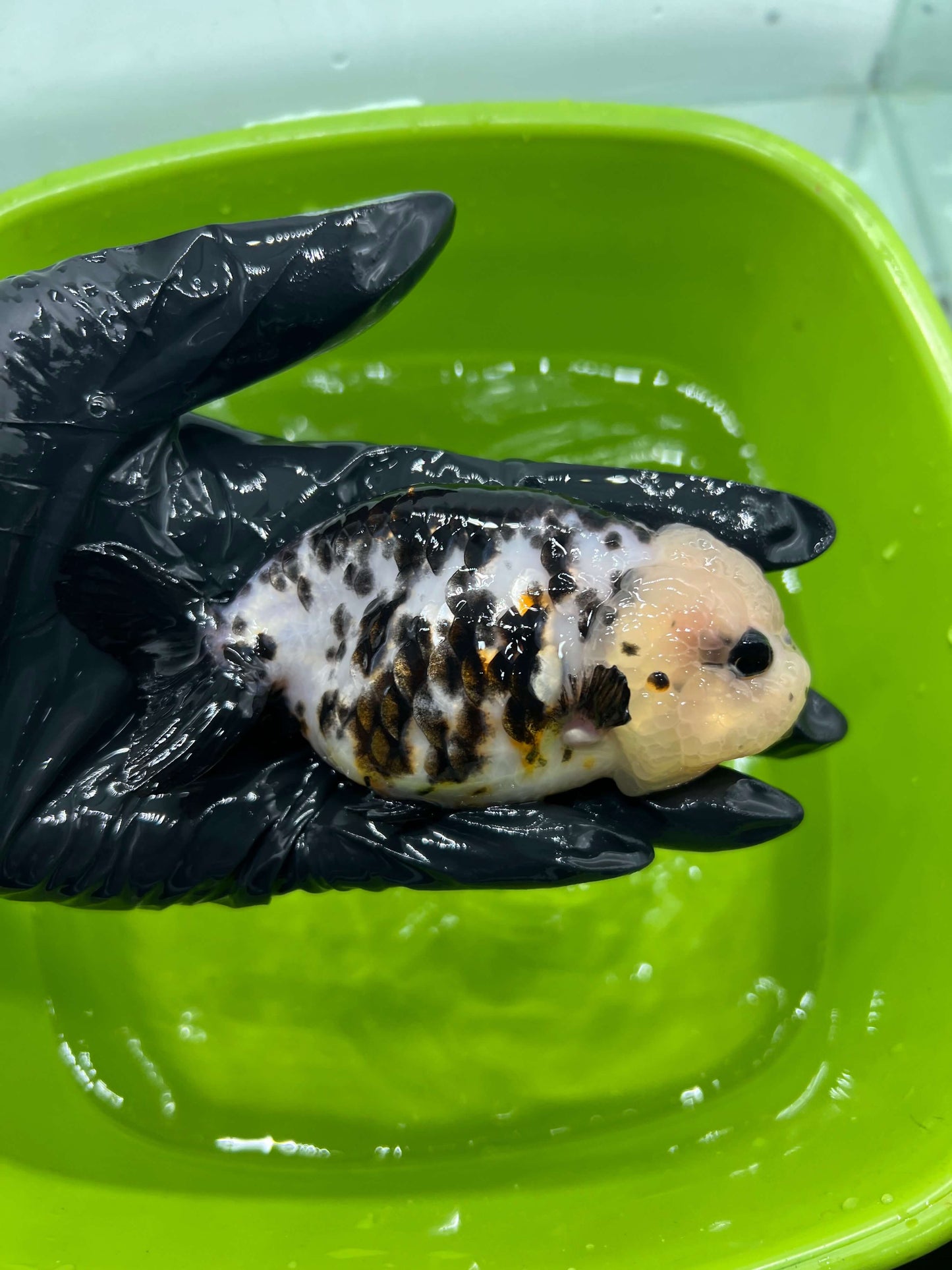 B2 - A grade Milk cow Ranchu